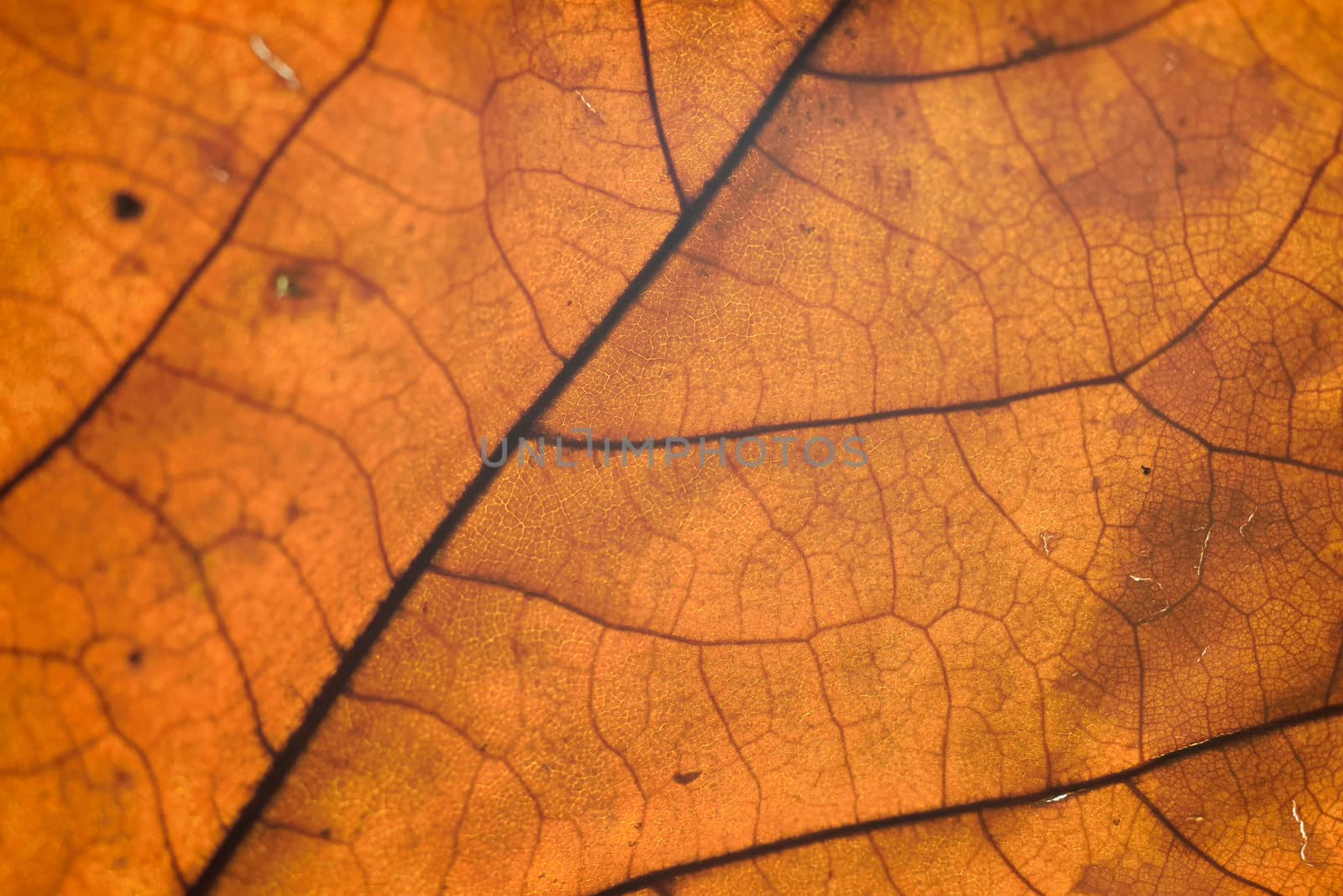 Macro texture of autumn maple leaf details in horizontal frame