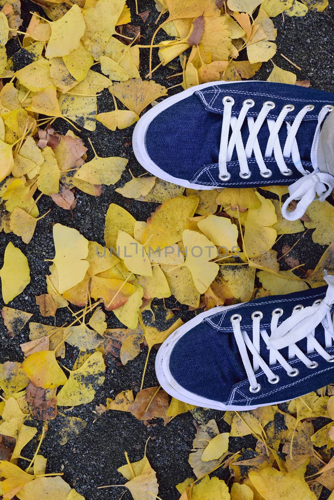 Pair of blue canvas shoes with fallen ginkgo leaves in vertical frame