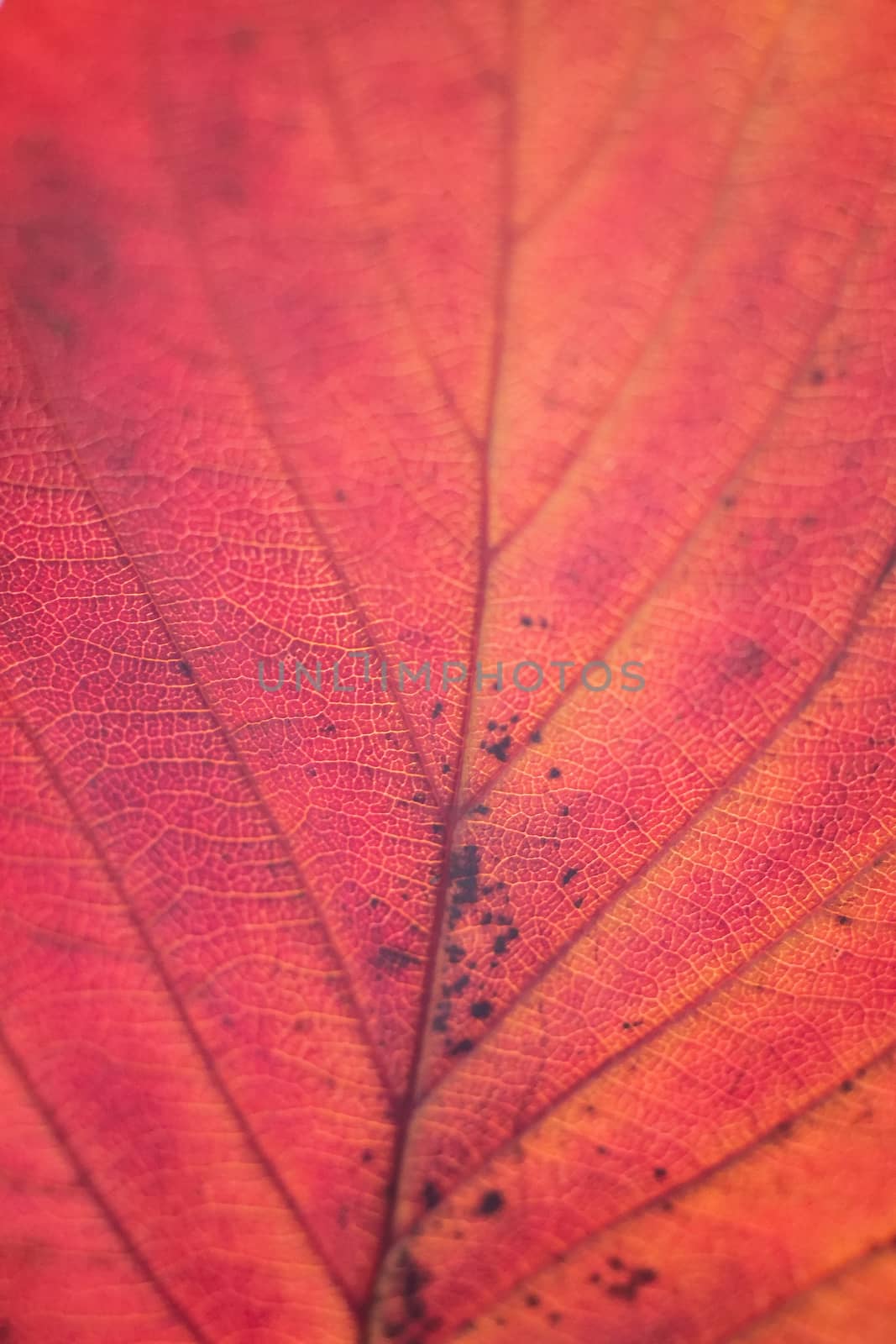 Macro colorful autumn texture of cherry tree leaf in vertical frame