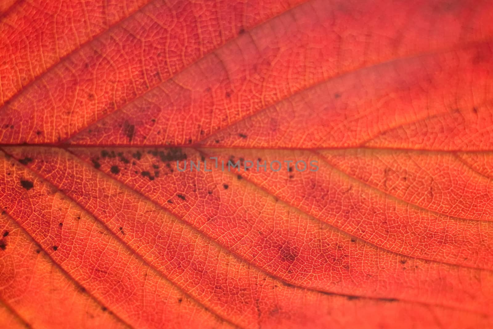 Macro colorful autumn texture of cherry tree leaf in horizontal frame