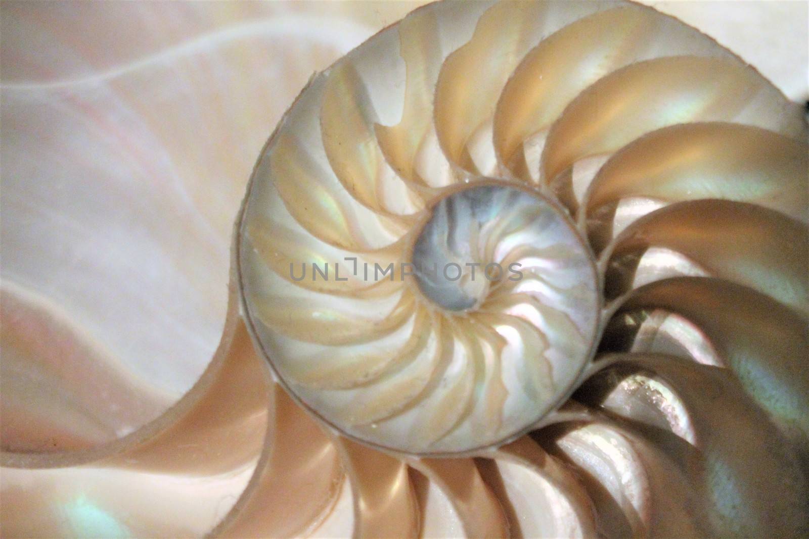 fibonacci pattern in cross section nautilus sea shell by cheekylorns