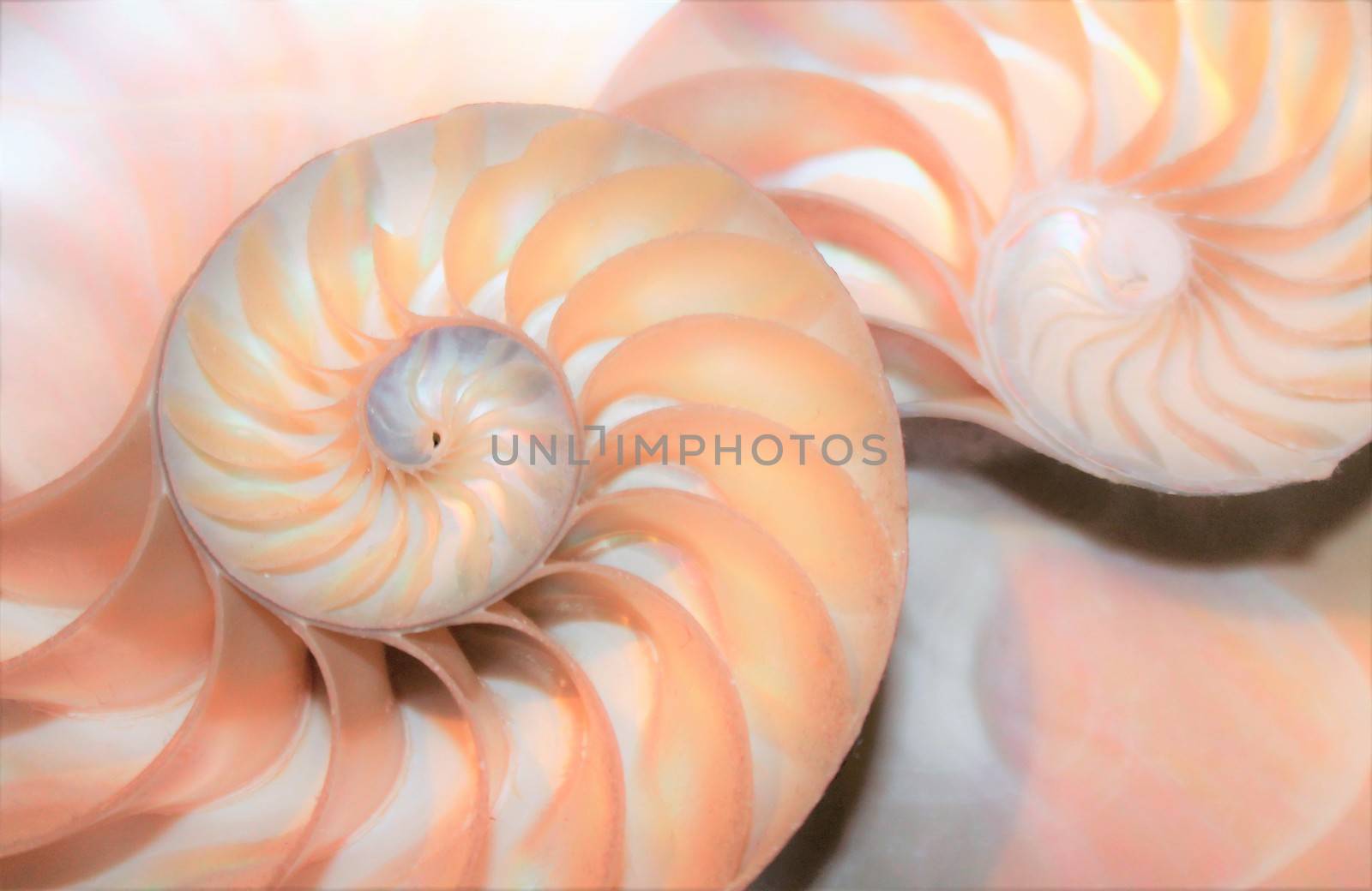 fibonacci pattern in cross section nautilus sea shell by cheekylorns