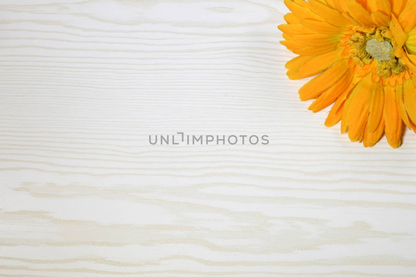 Cornflower orange flower with an ivy on a white wooden background