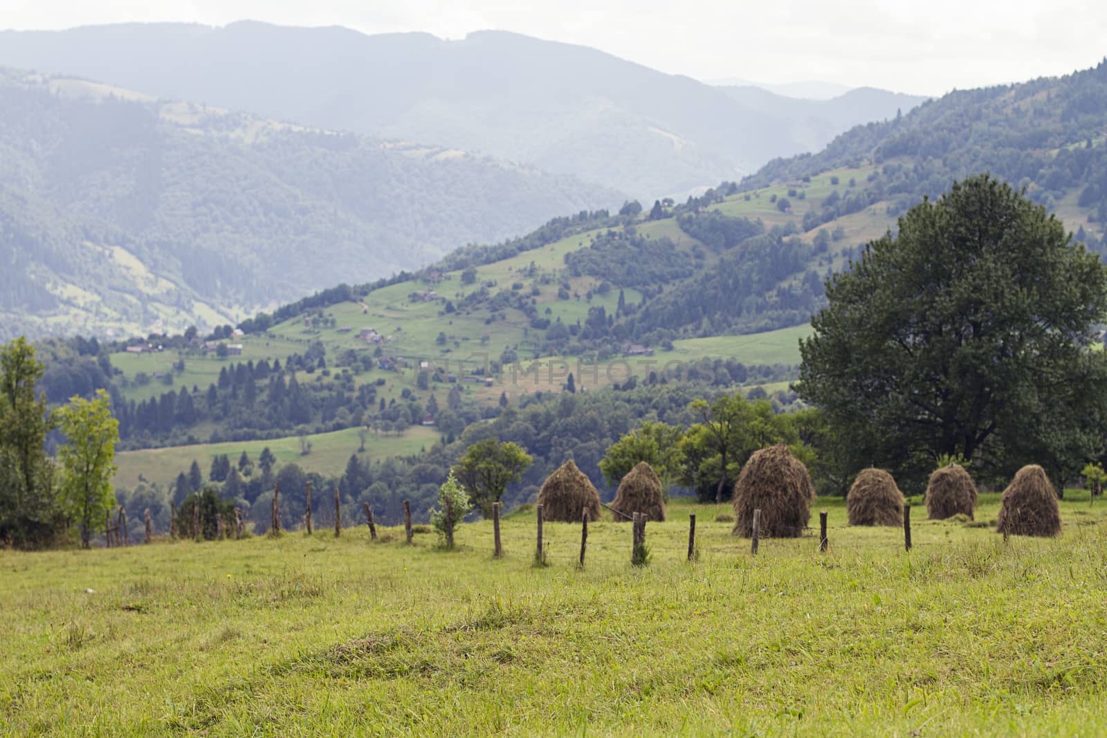 Wide panoramic scenic view at high mountain summer landscape in mountains  Carpathians, Ukraine