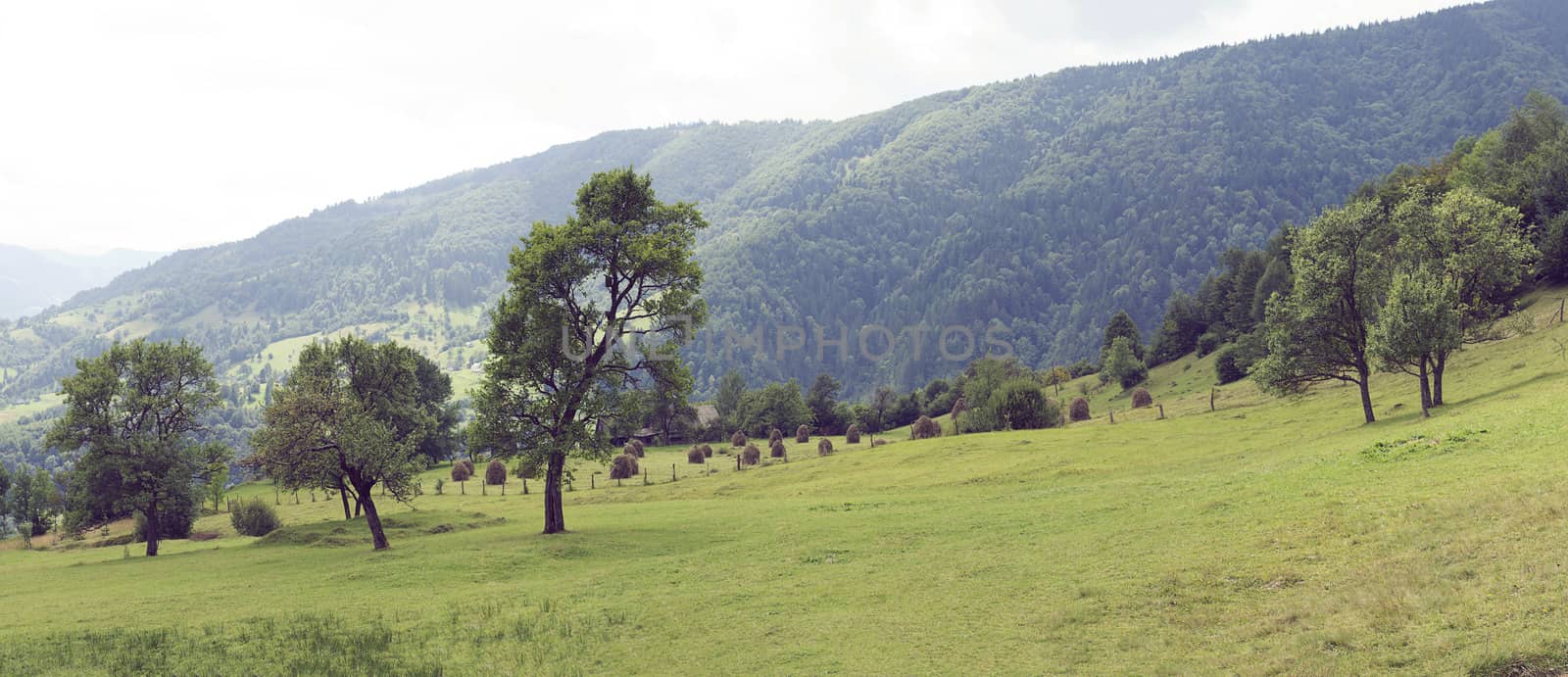 Wide panoramic scenic view at high mountain summer landscape in mountains  Carpathians, Ukraine