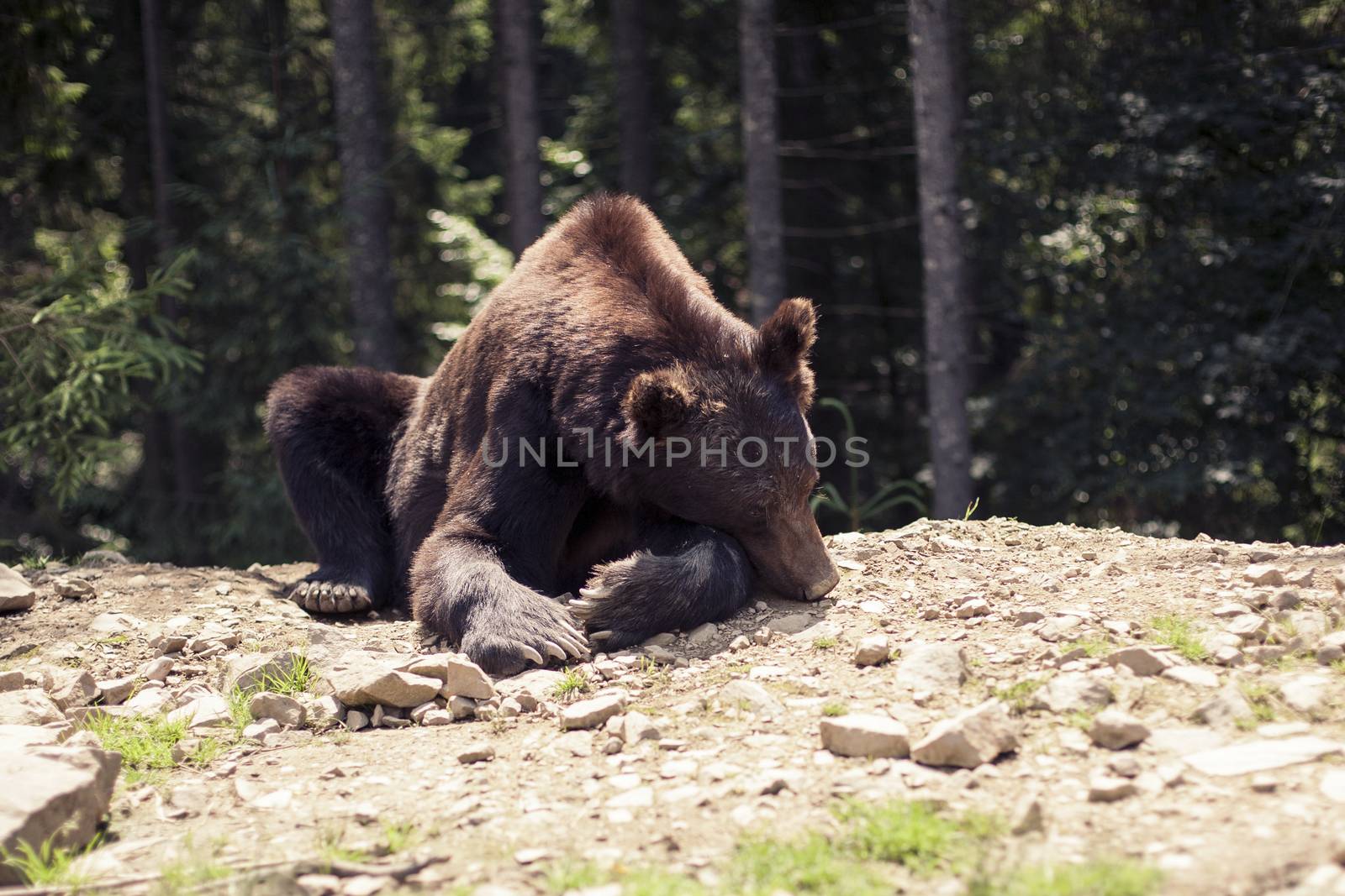 Big Brown Bear in the forest. Predatory brown grizzly bear in the wild world