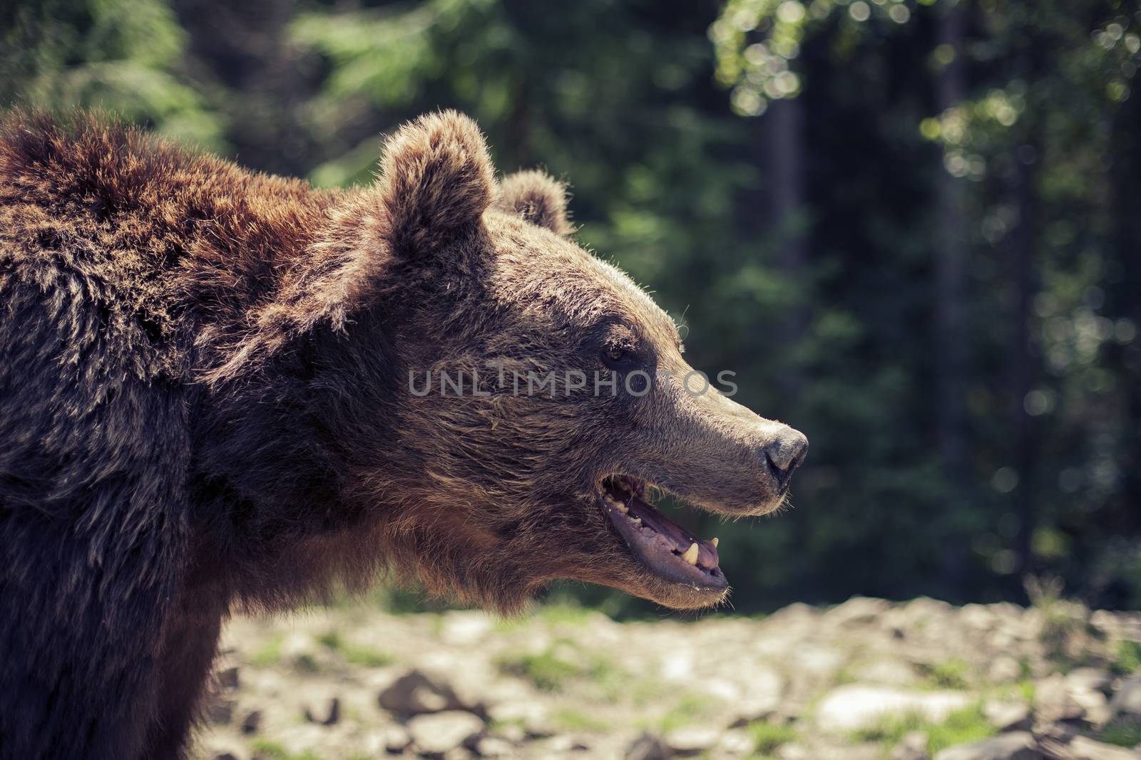 Big Brown Bear in the forest. Predatory brown grizzly bear in the wild world