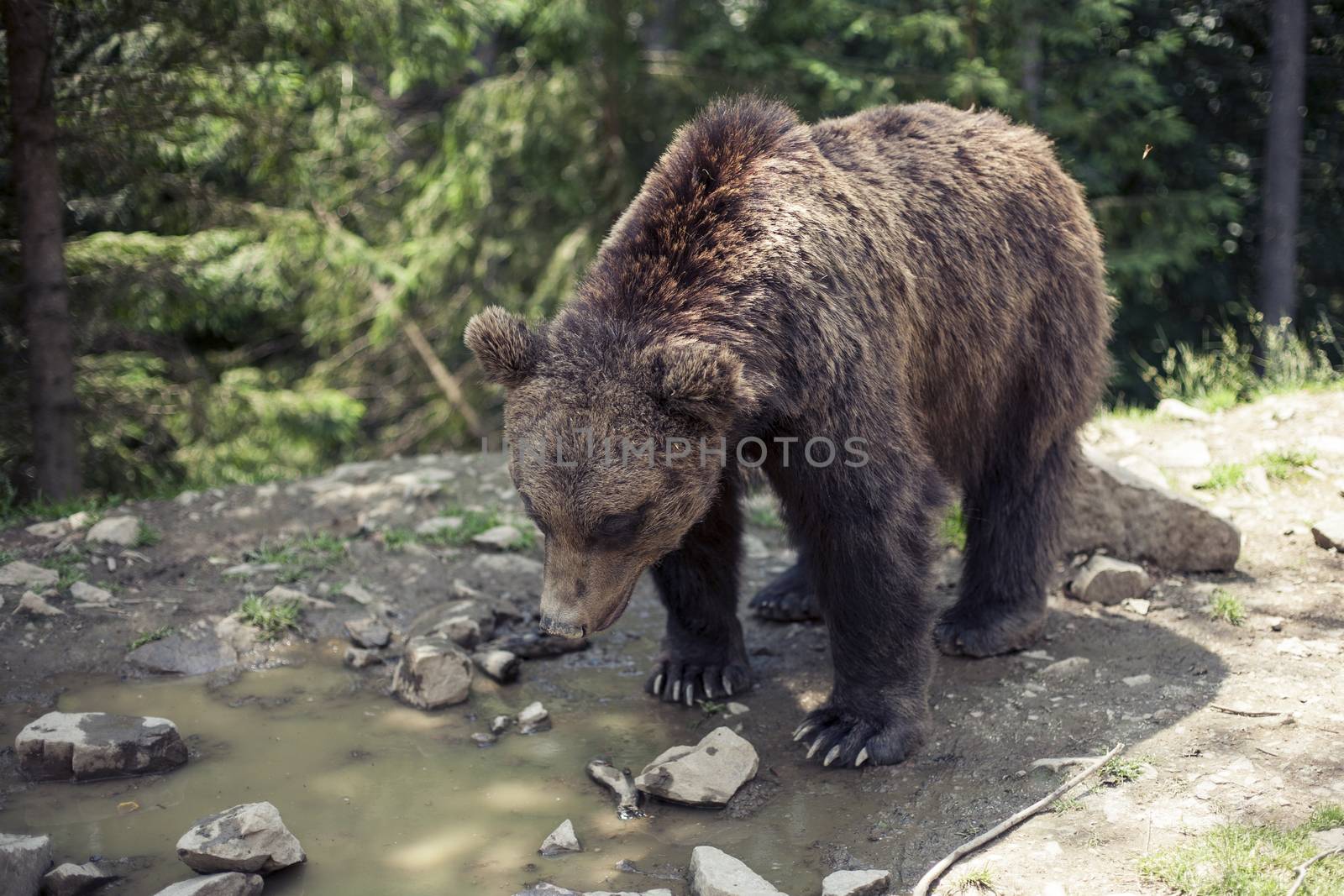 Predatory brown grizzly bear in the wild world by Vanzyst