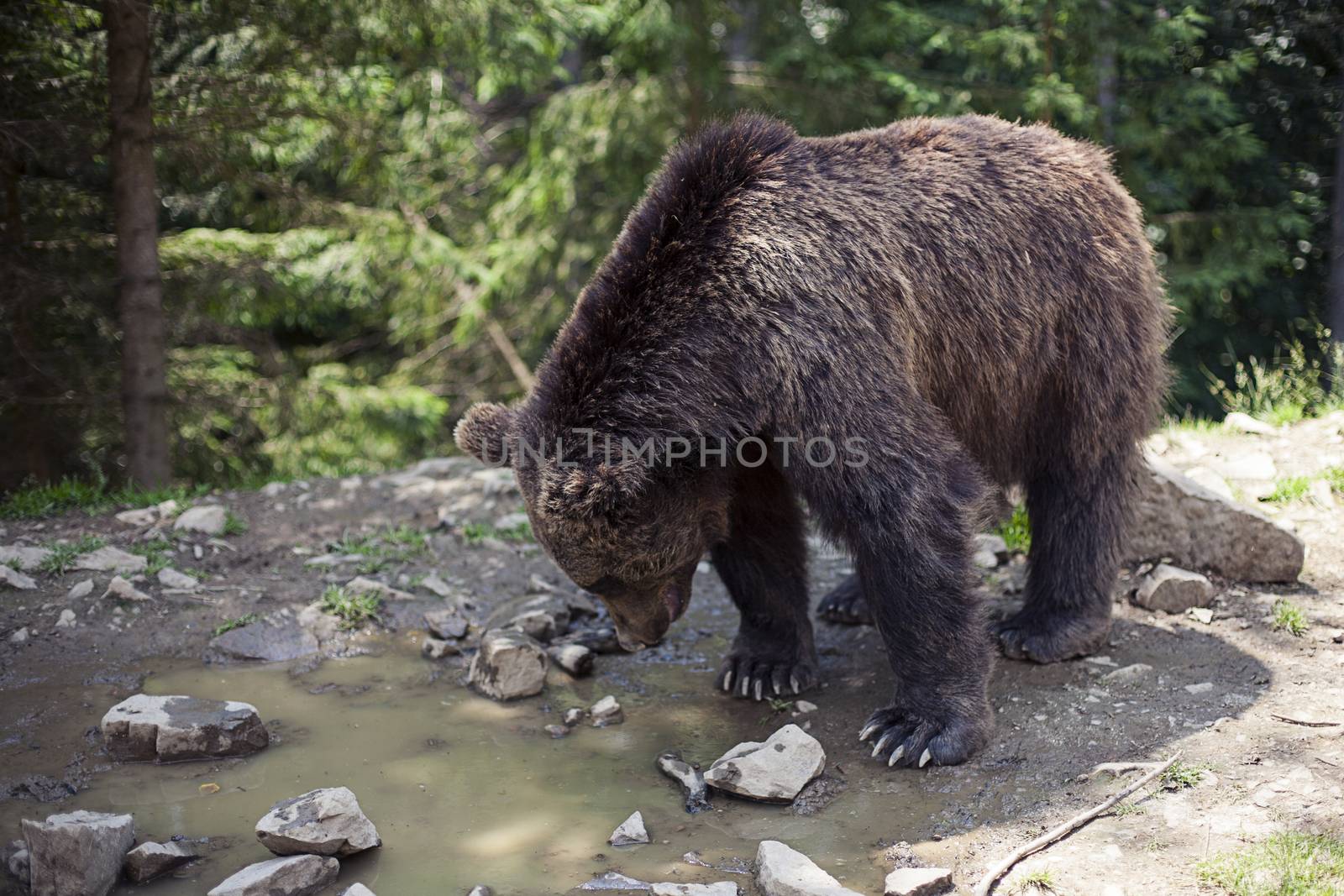 Close up of a wild big male brown bear in colorful green rocky terrain swamp carefully watching surroundings