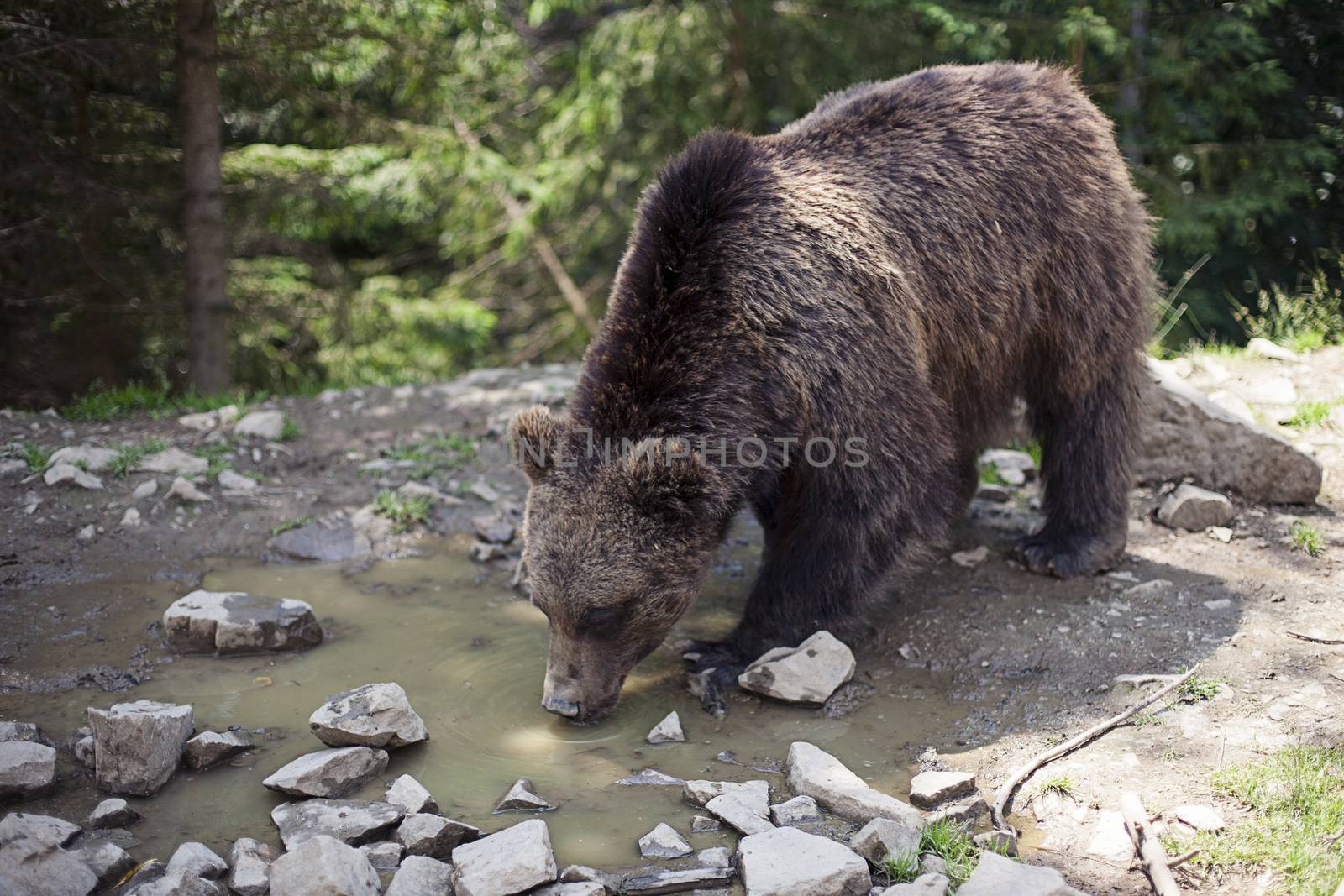 Wild big male brown bear by Vanzyst