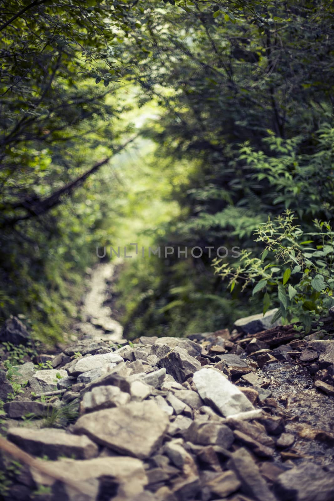 Rural nature in mountain. Path in wild forest