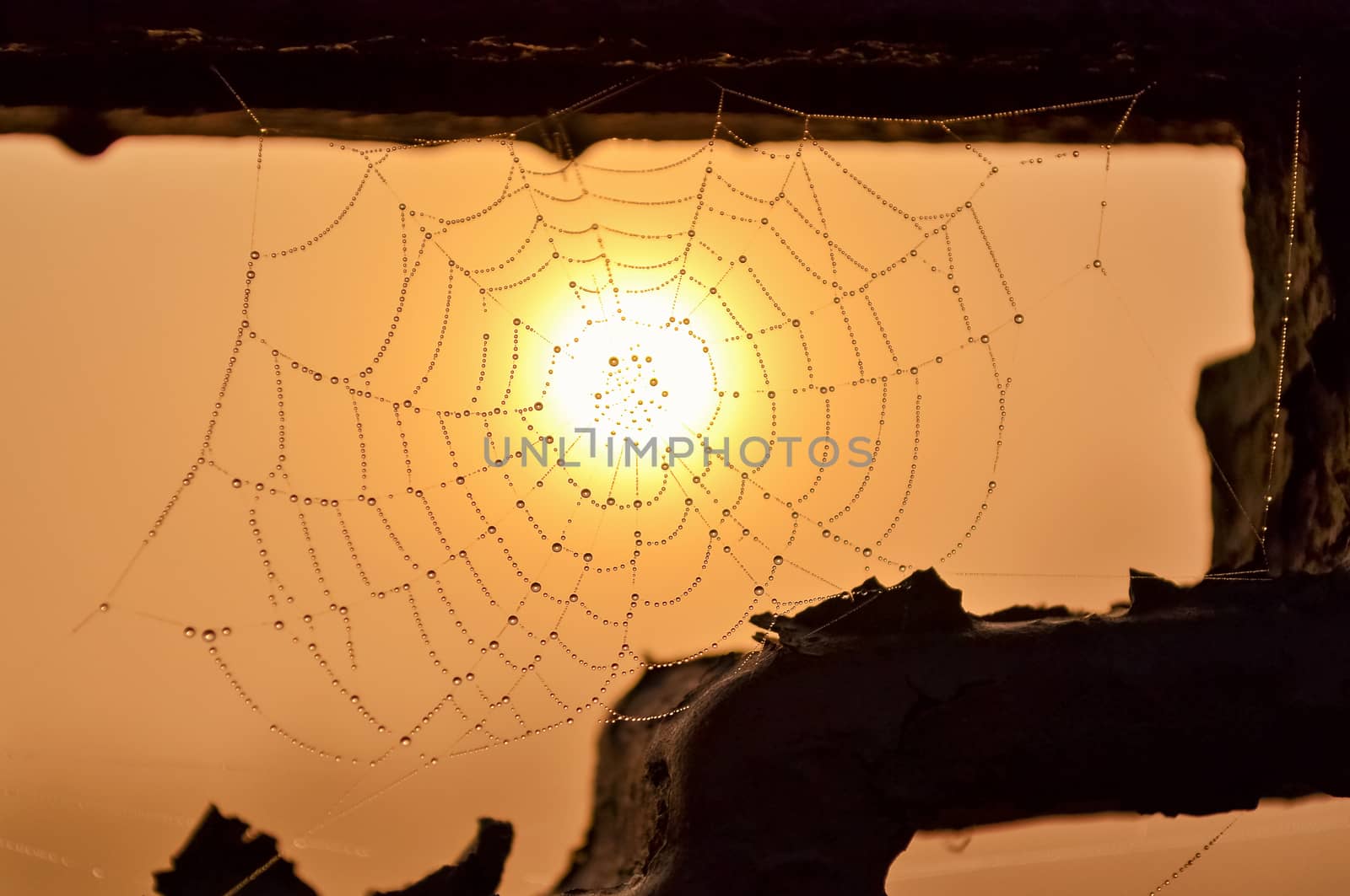 The cobweb water drops on a background of red mist and the rising sun, hanging on the old and rusty iron. Selective focus.