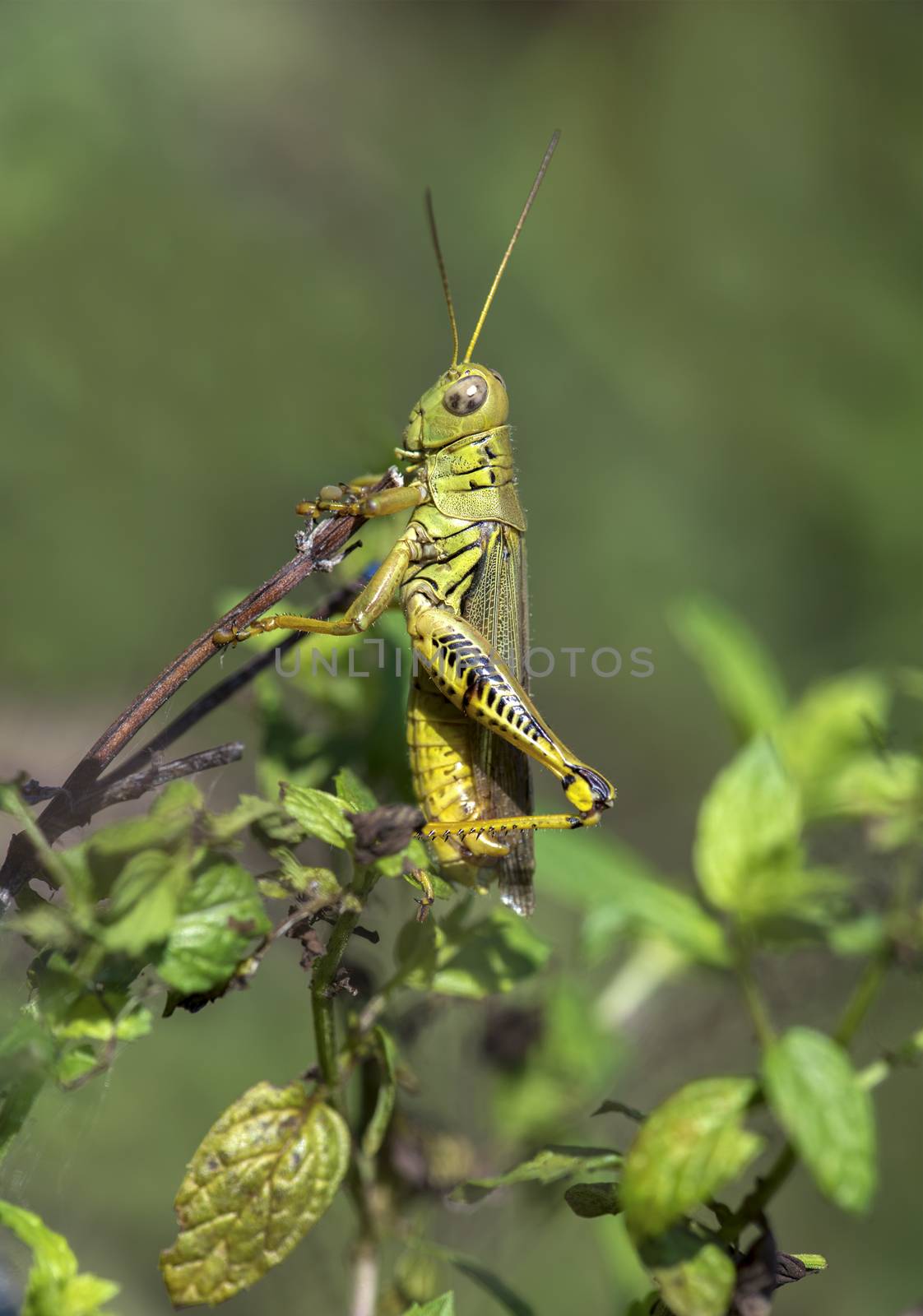 Grasshopper hiding behind mint leaves