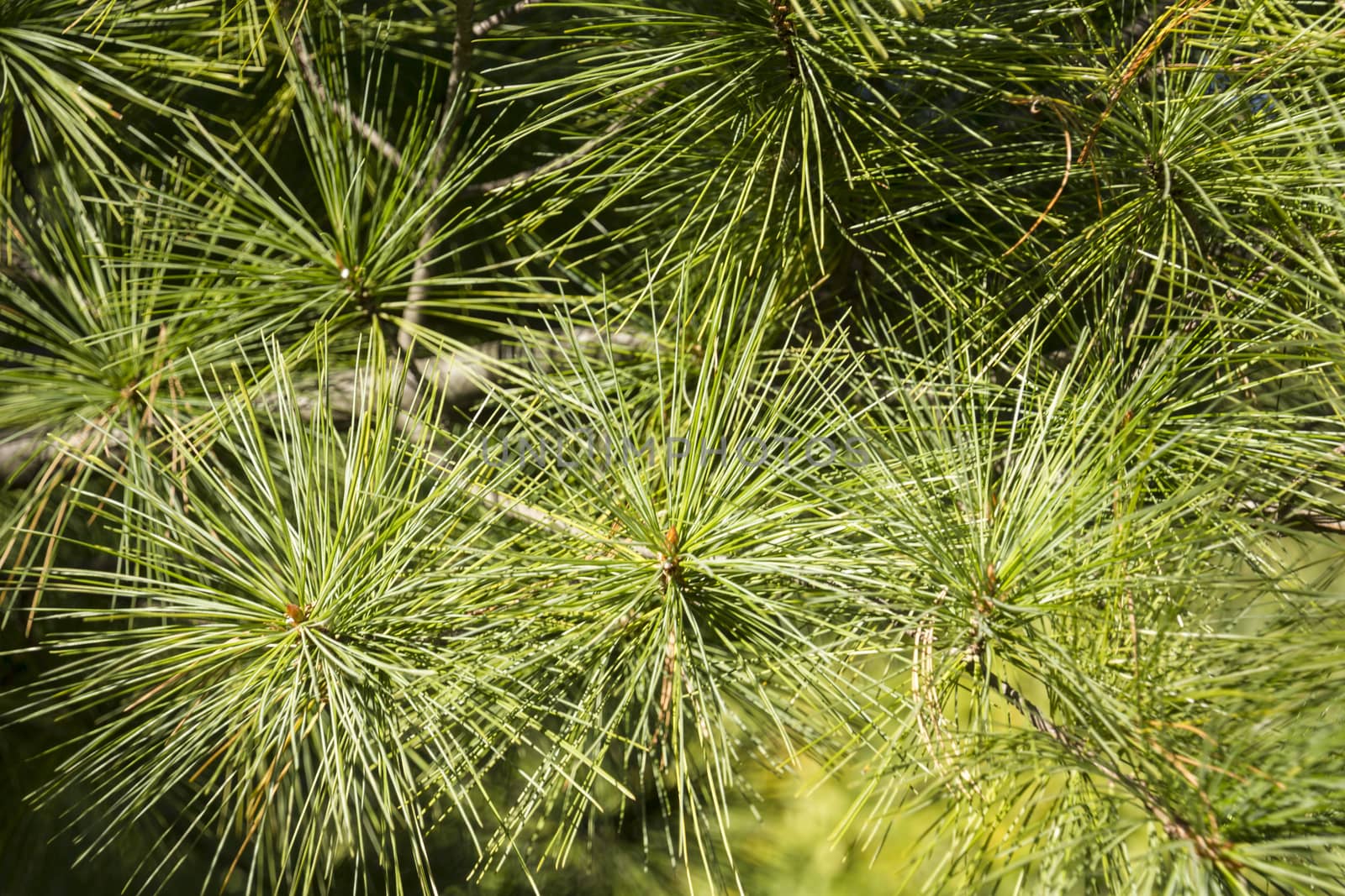 Pine Needles by bkenney5@gmail.com