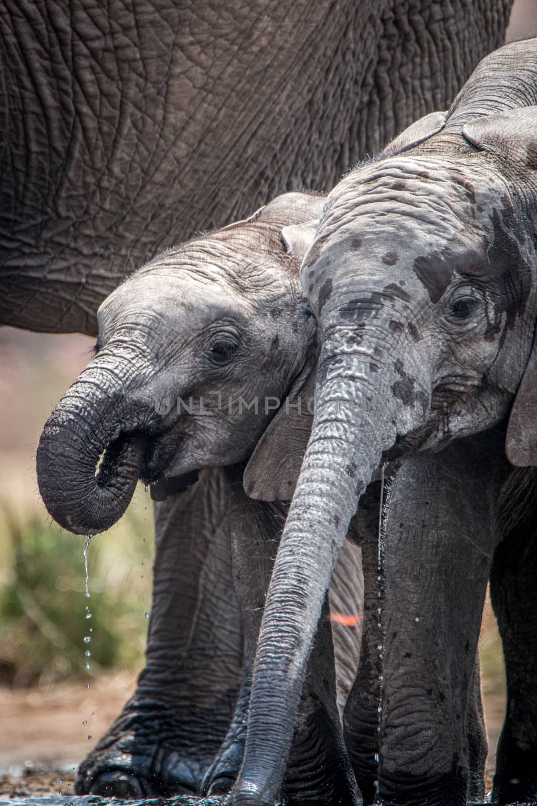 Elephants drinking in the Kruger National Park, South Africa. by Simoneemanphotography