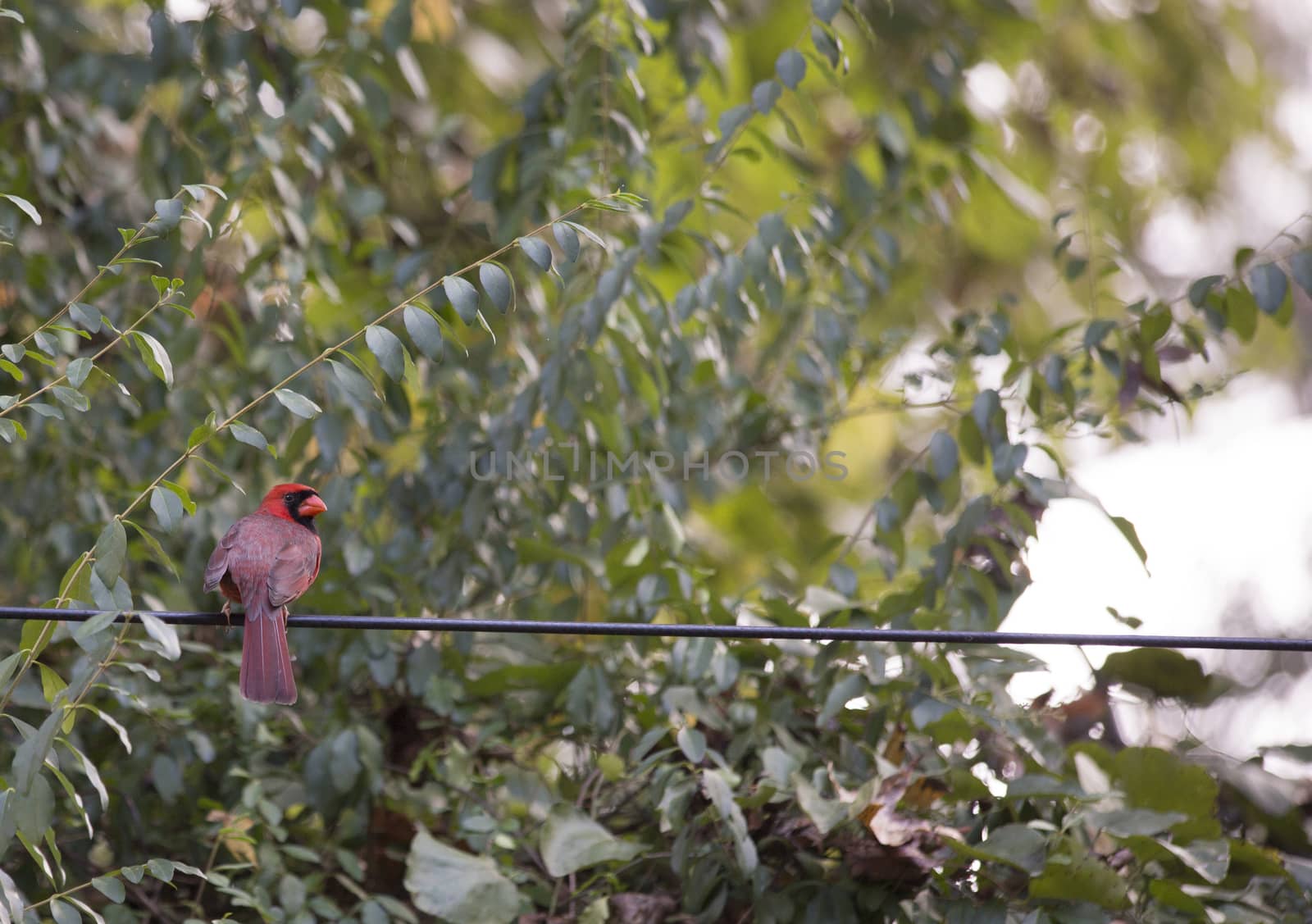 Male cardinal on a wire
