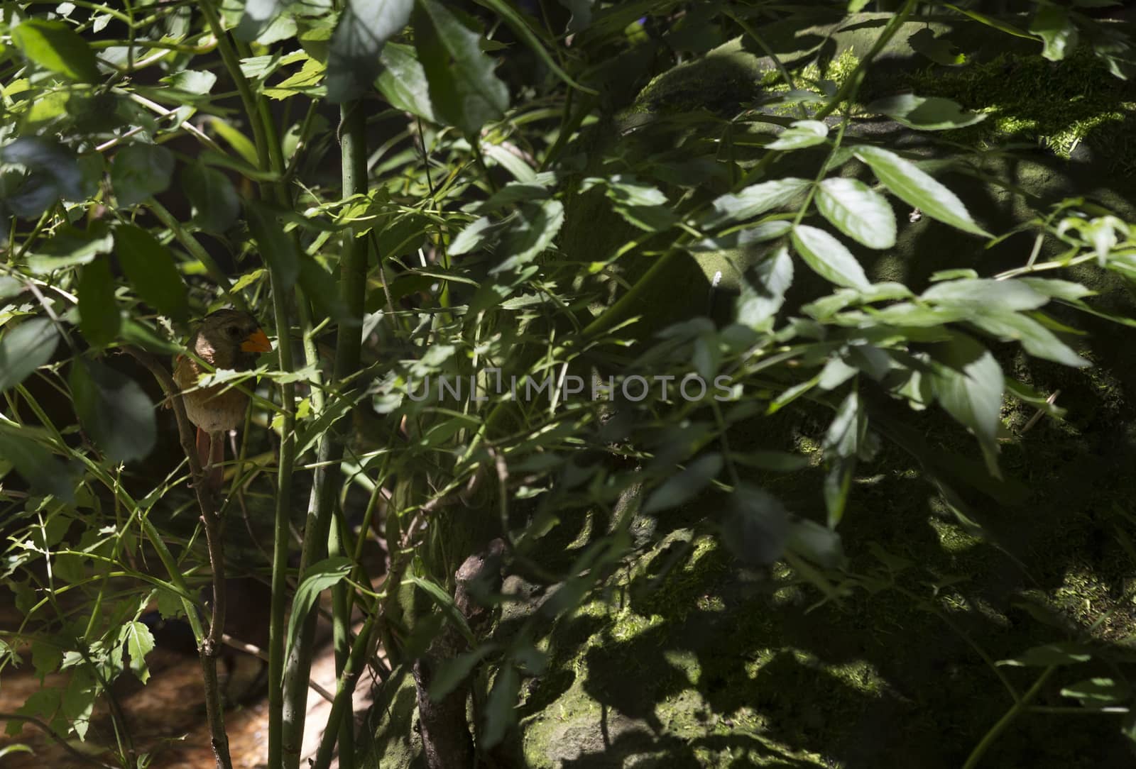 Female cardinal hiding in bushes