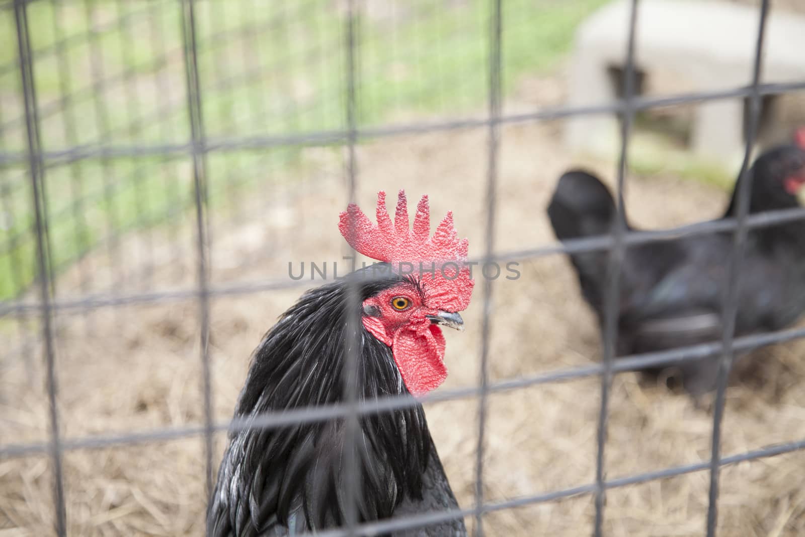 Rooster caged with chickens in the background