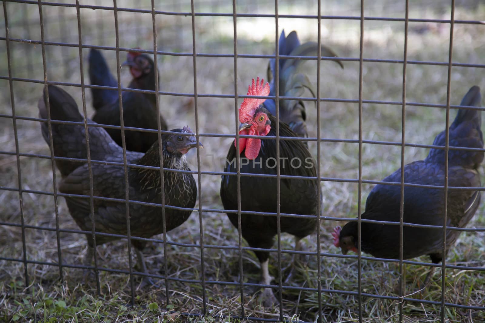 Rooster guarding chickens in a cage