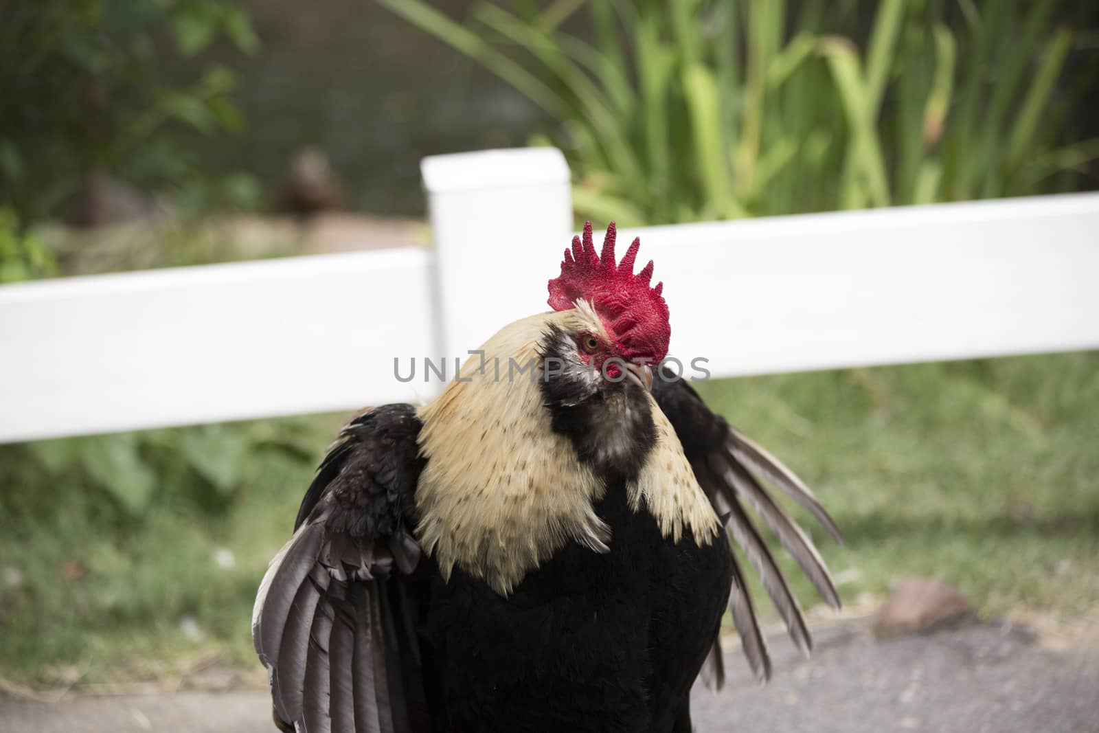 Faverolle rooster in aggression display