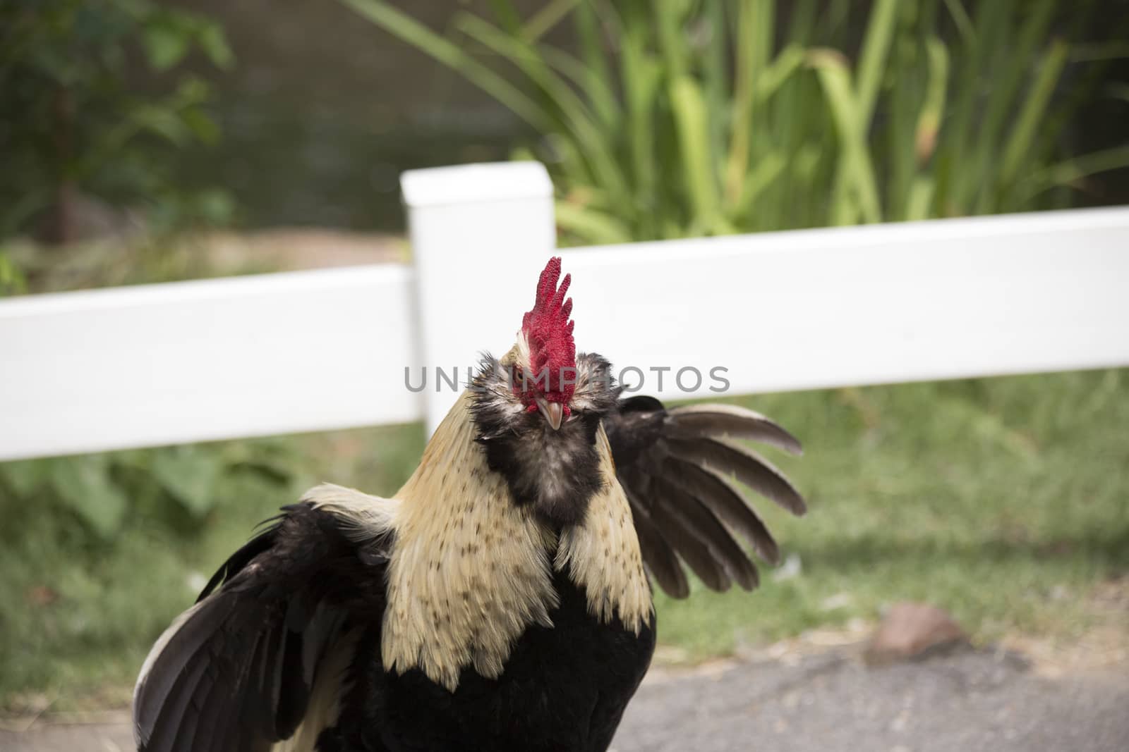 Faverolle rooster in aggression display