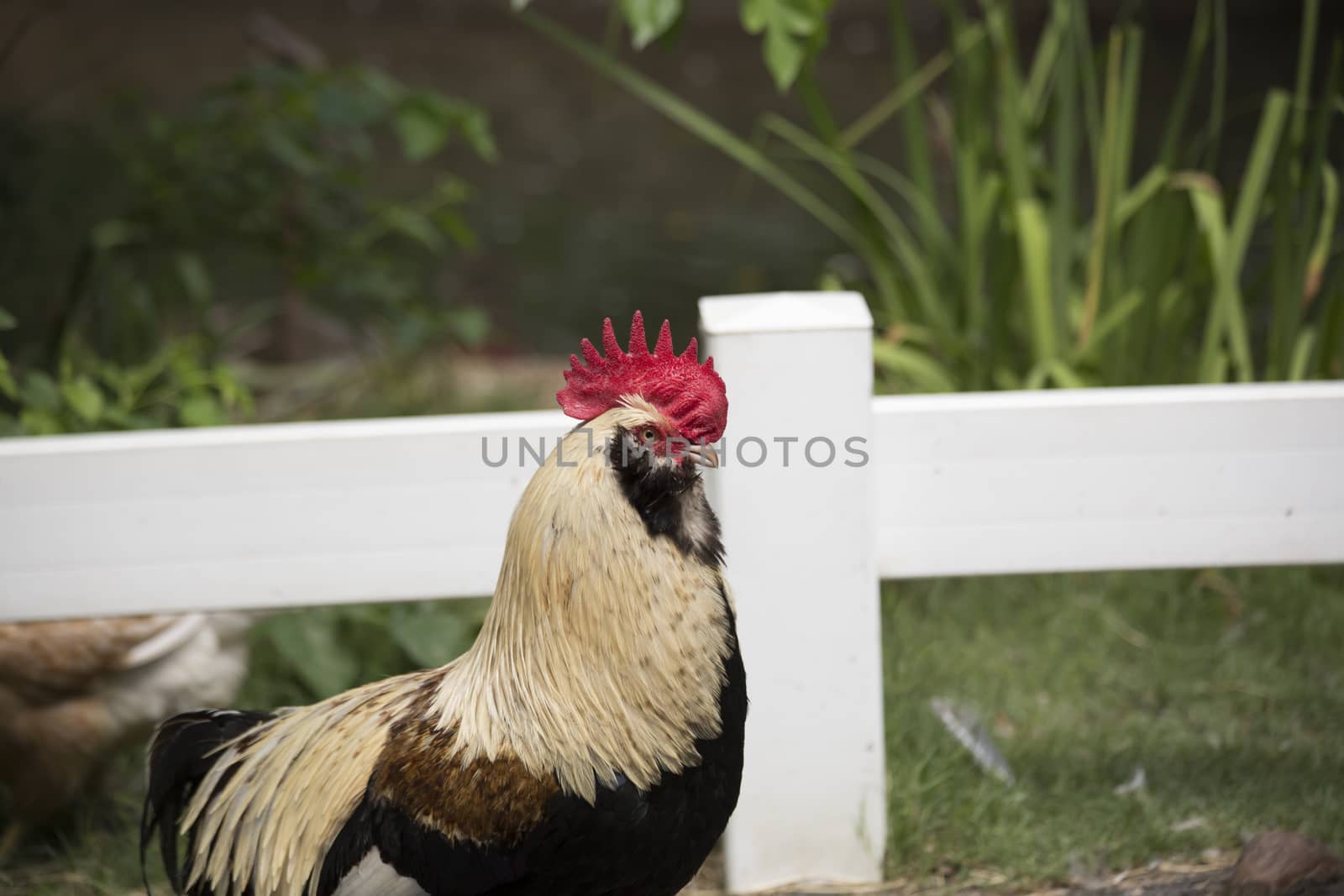 Profile of Faverolle rooster