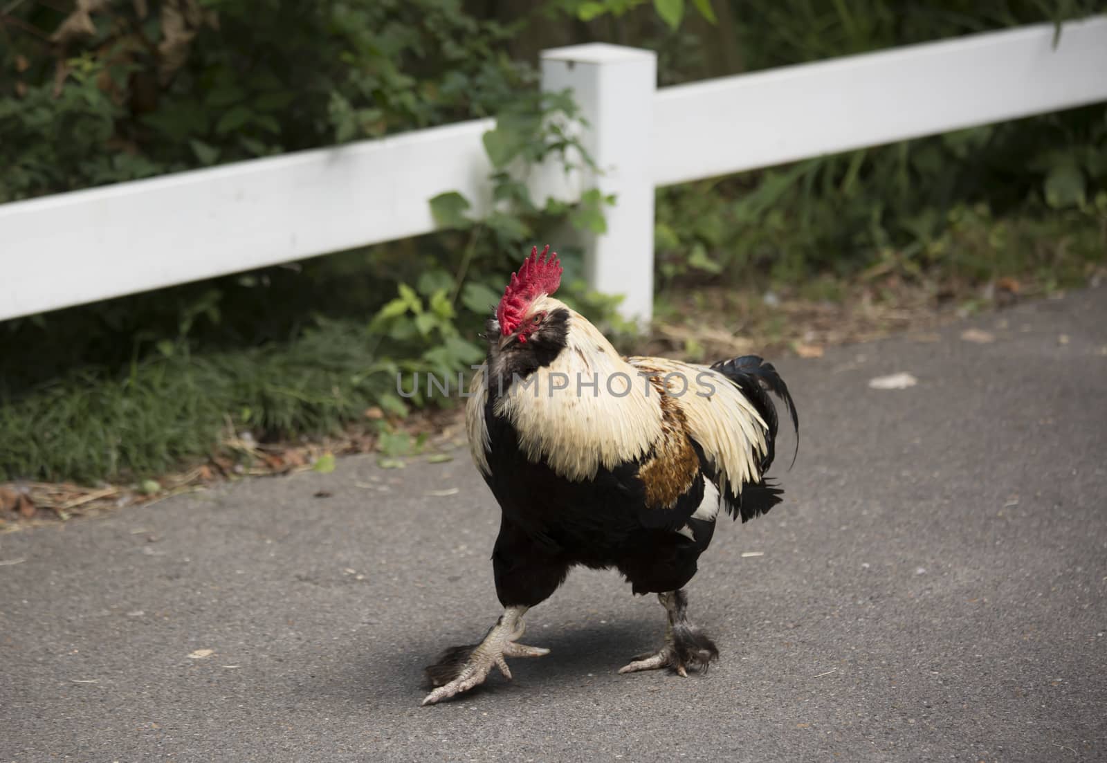 Free range Faverolle rooster
