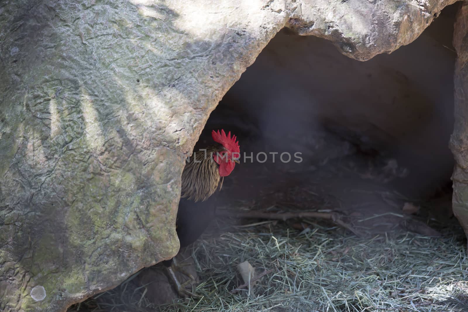 Rooster hidden in cave