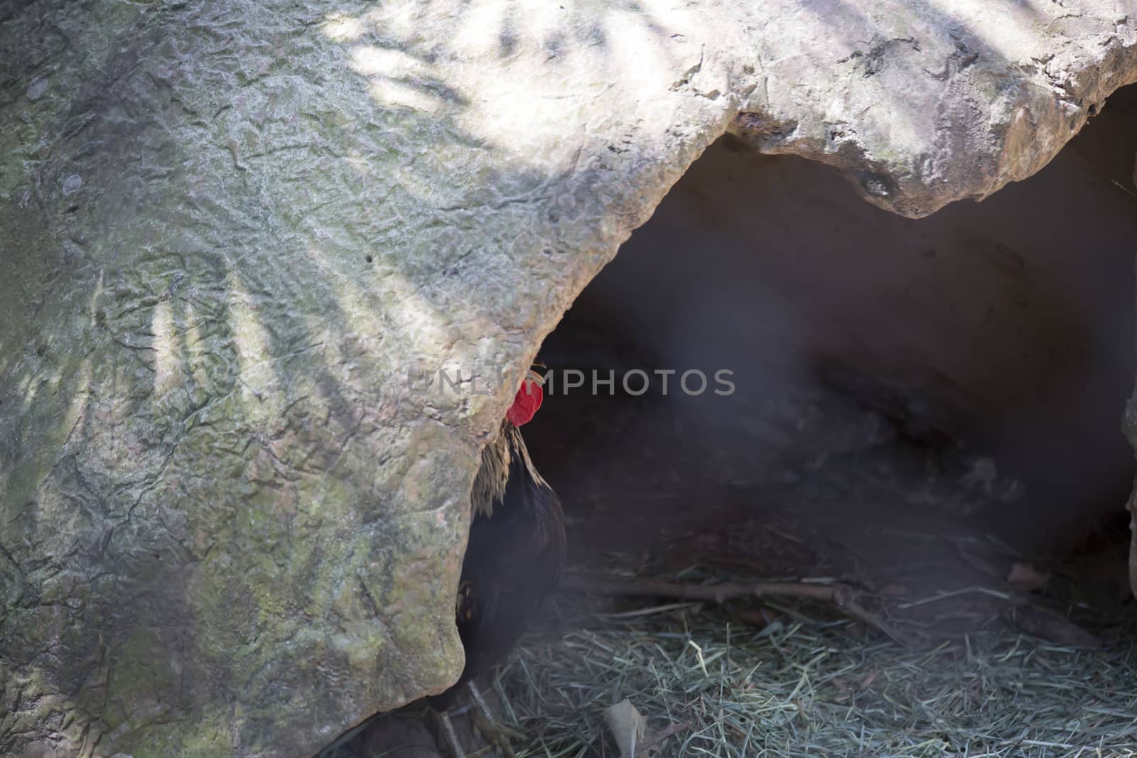Rooster hidden in cave