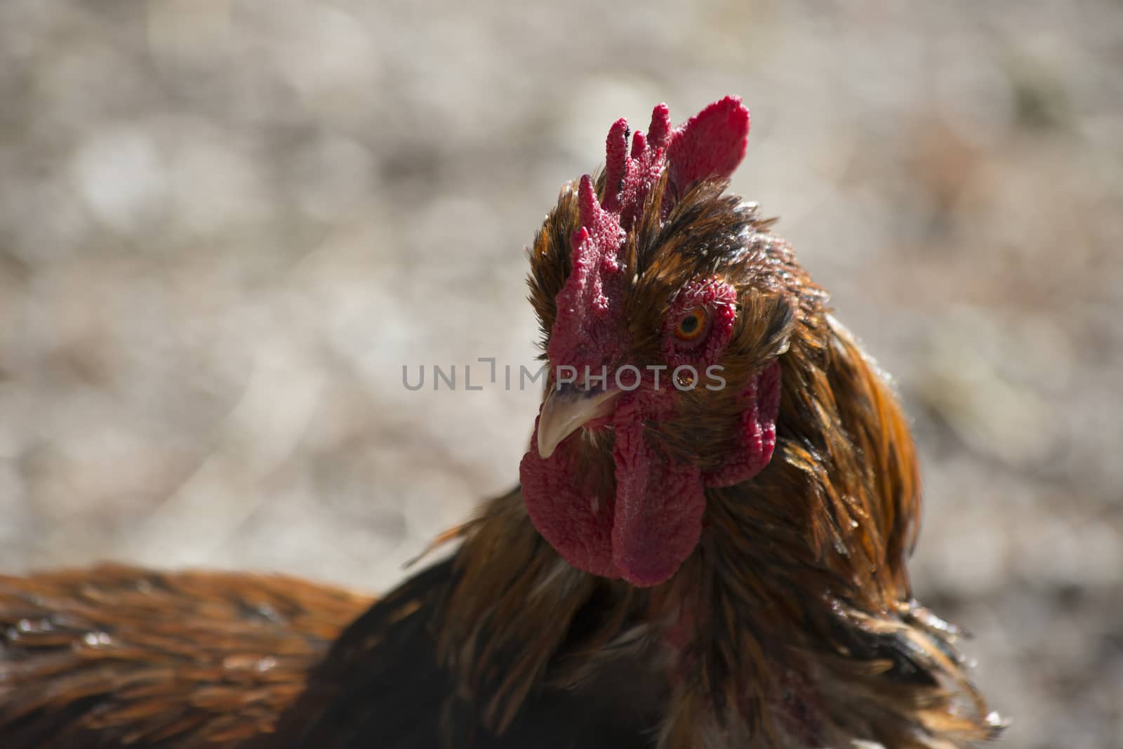 Close up of rooster head