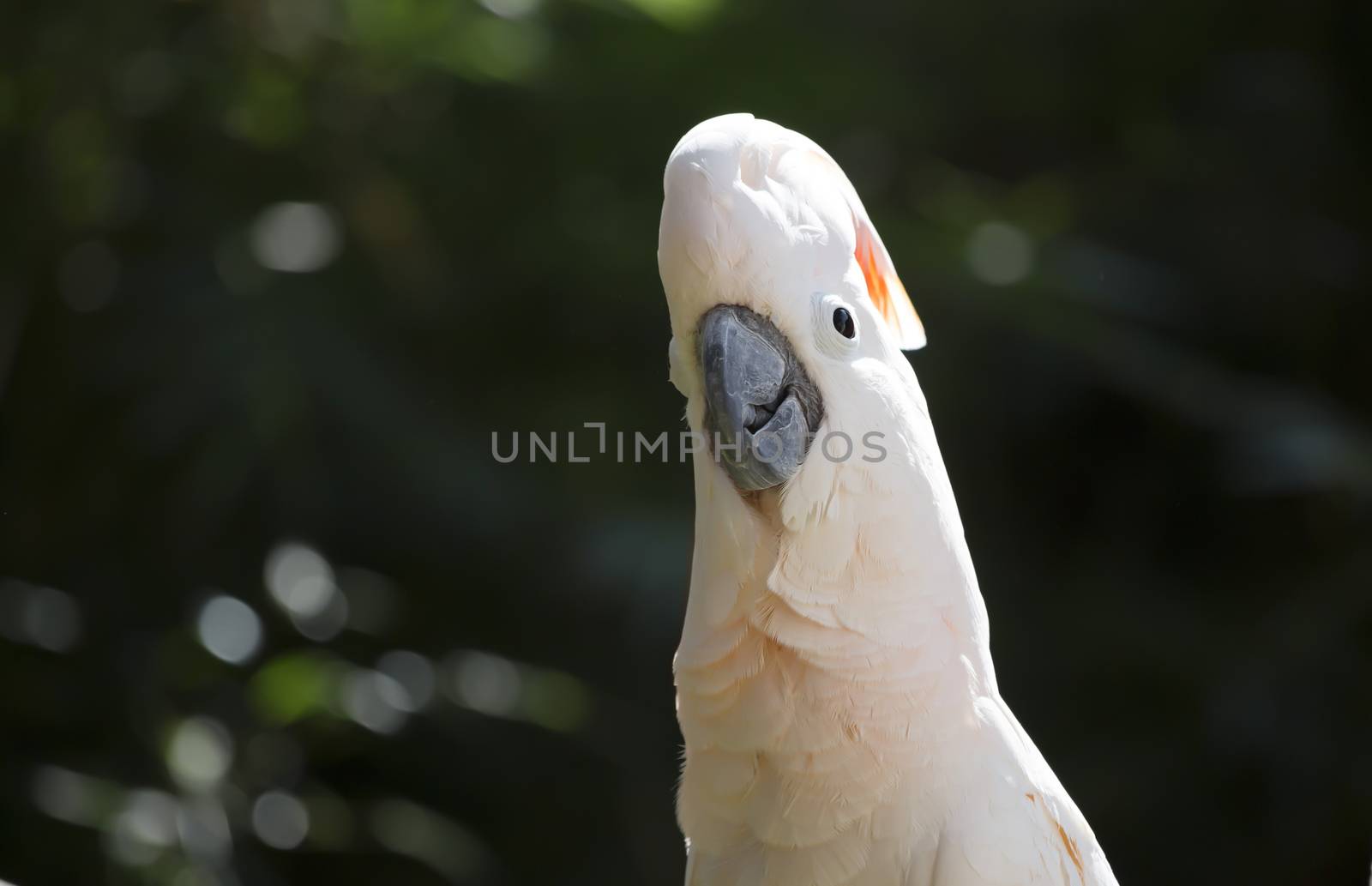 Salmon-Crested Cockatoo Crowning by tornado98