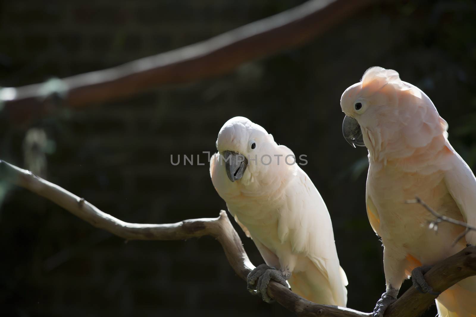 Two salmon-crested cockatoos