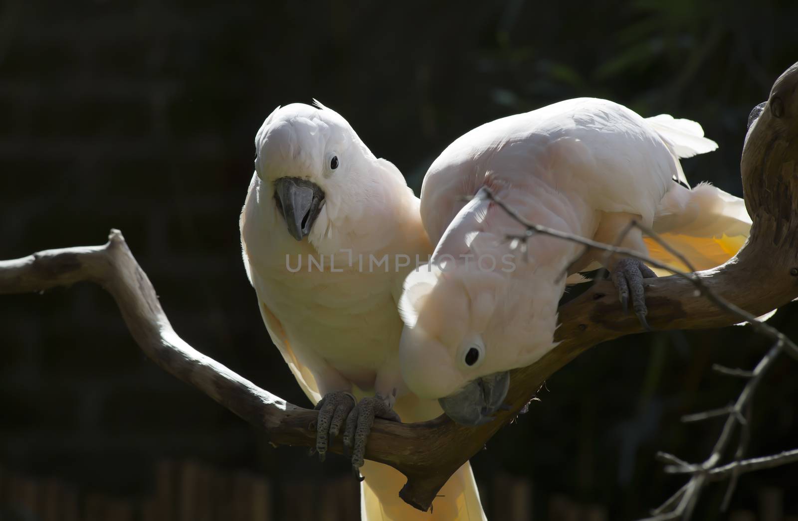 Salmon-Crested Cockatoos by tornado98