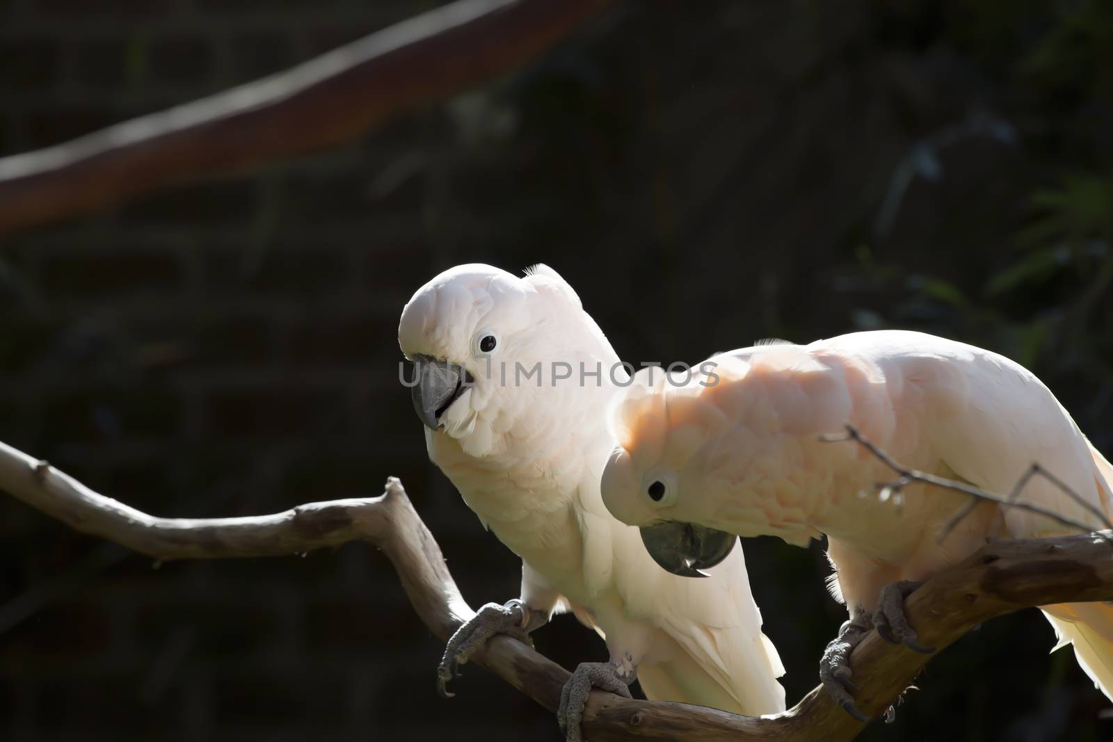 Two salmon-crested cockatoos