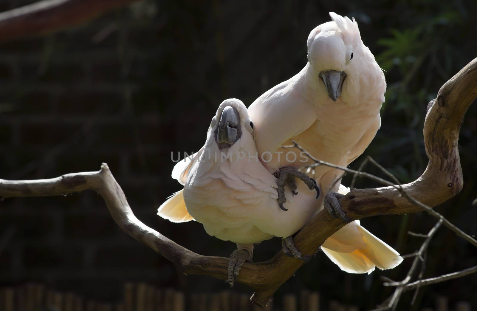 Two salmon-crested cockatoos