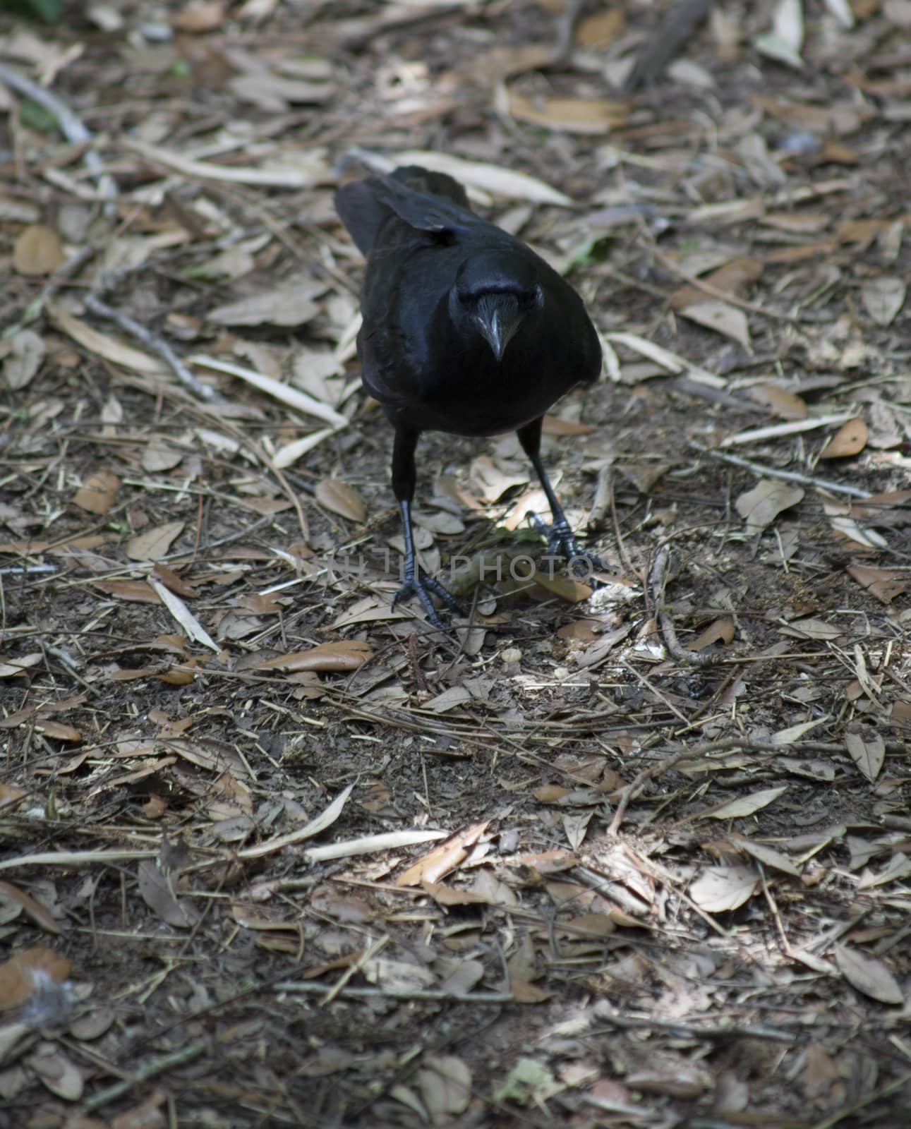 Crow hopping along the ground