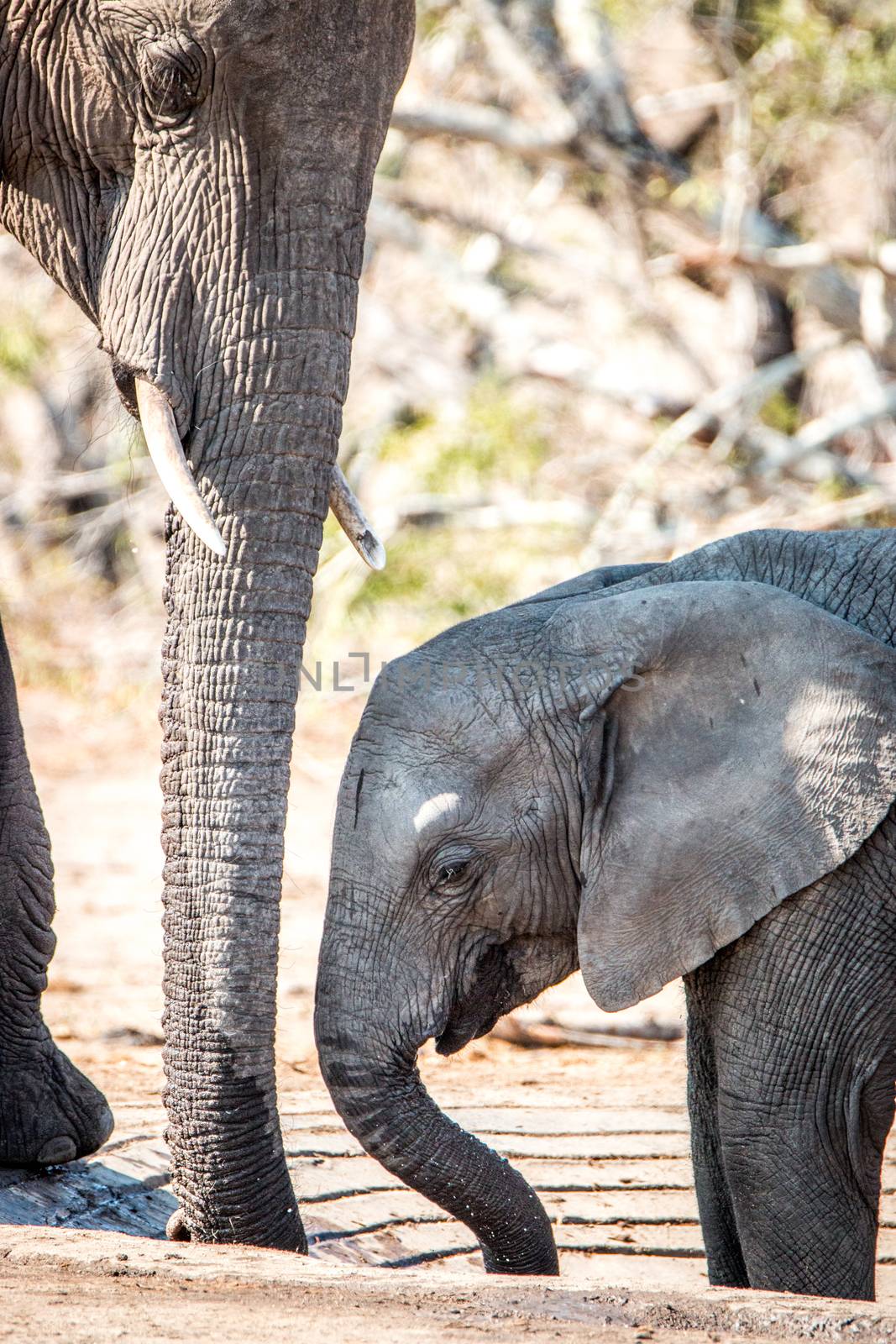 Baby Elephant bonding with his mother. by Simoneemanphotography