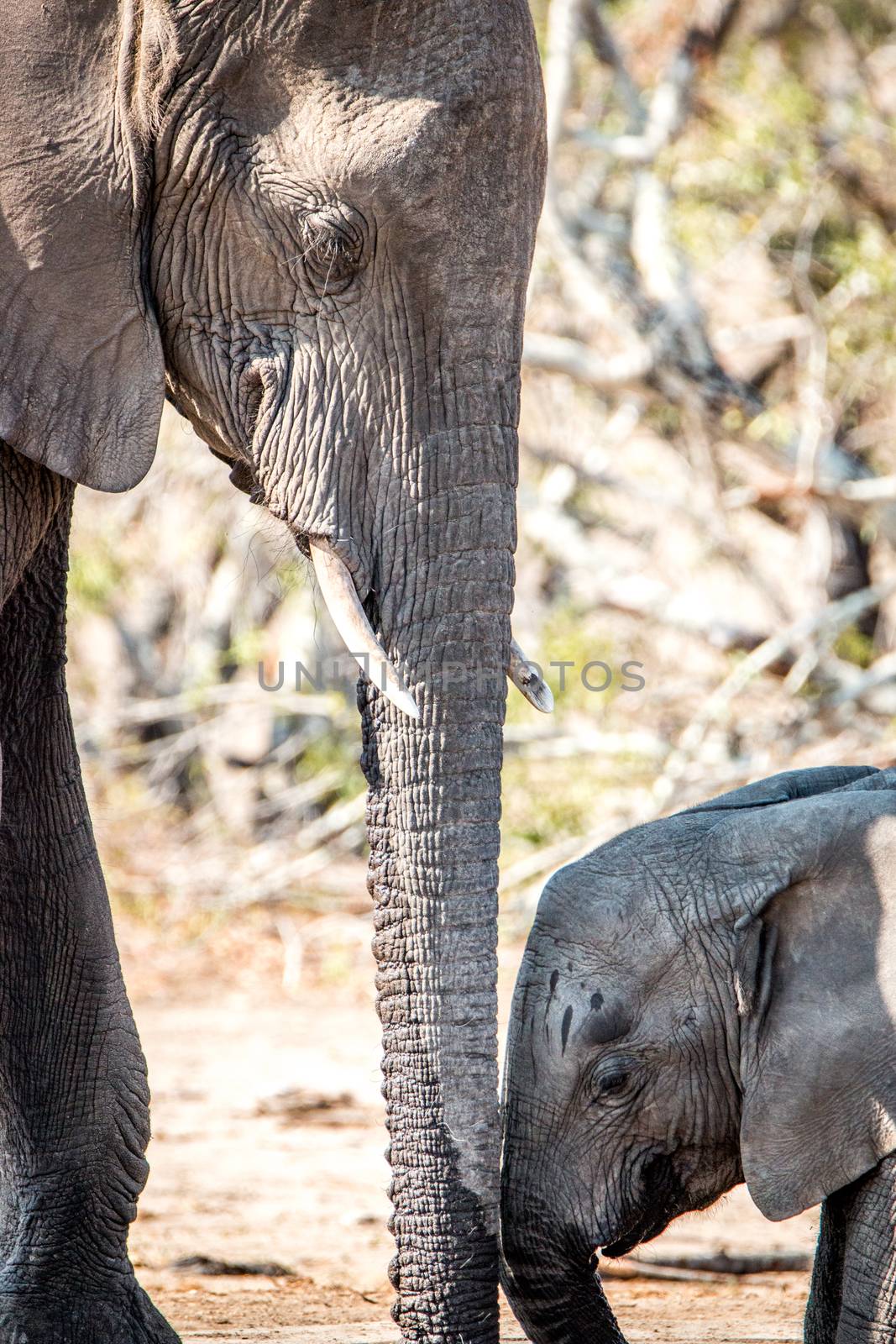 Baby Elephant bonding with his mother. by Simoneemanphotography