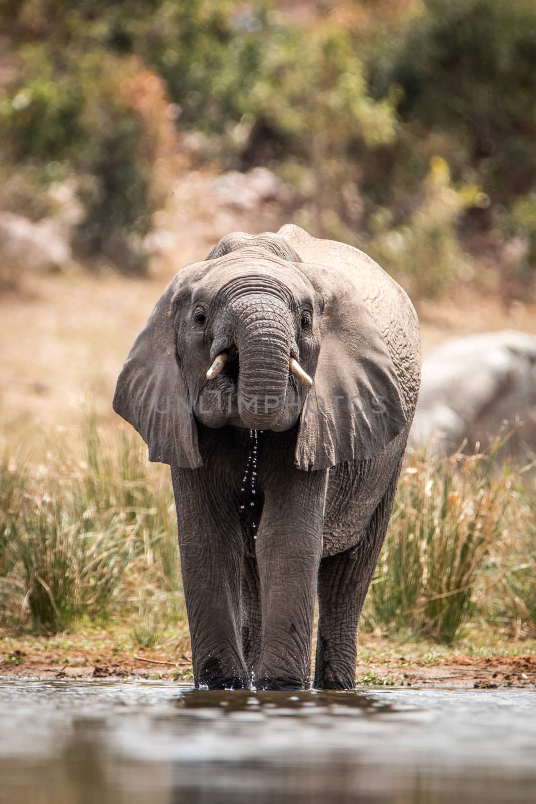 Elephant drinking the Kruger National Park. by Simoneemanphotography