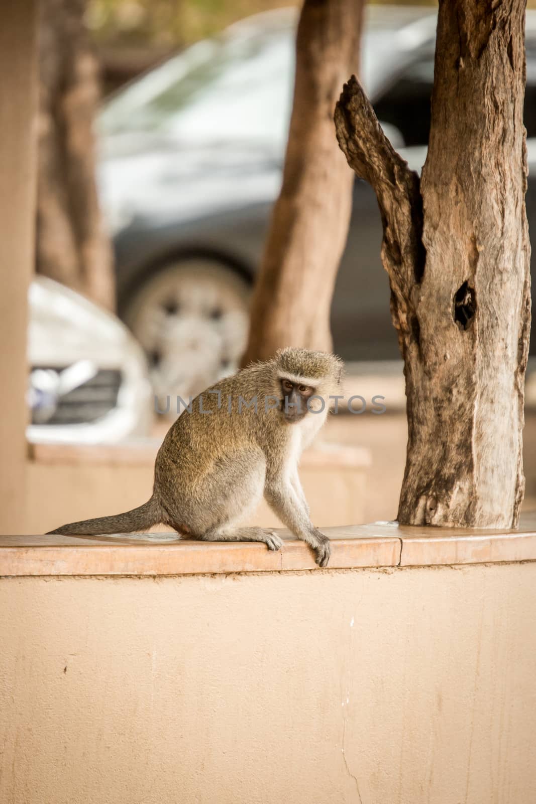 Vervet monkey in the camp in the Kruger National Park, South Africa.