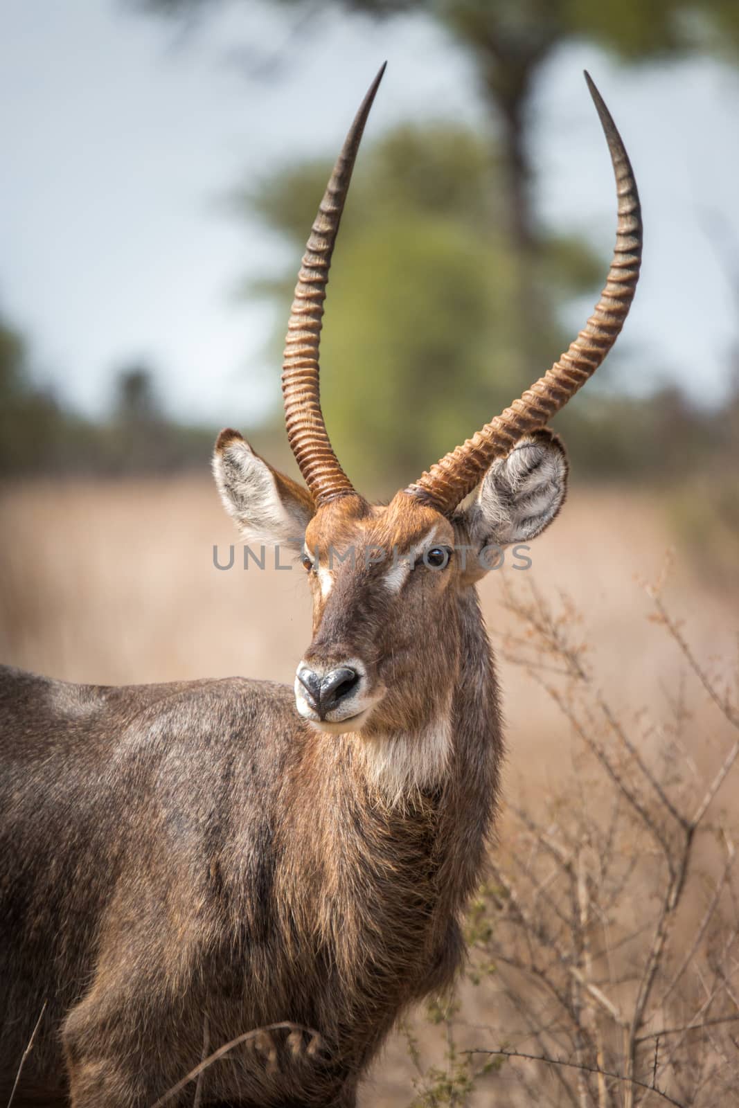 Waterbuck starring at the camera. by Simoneemanphotography