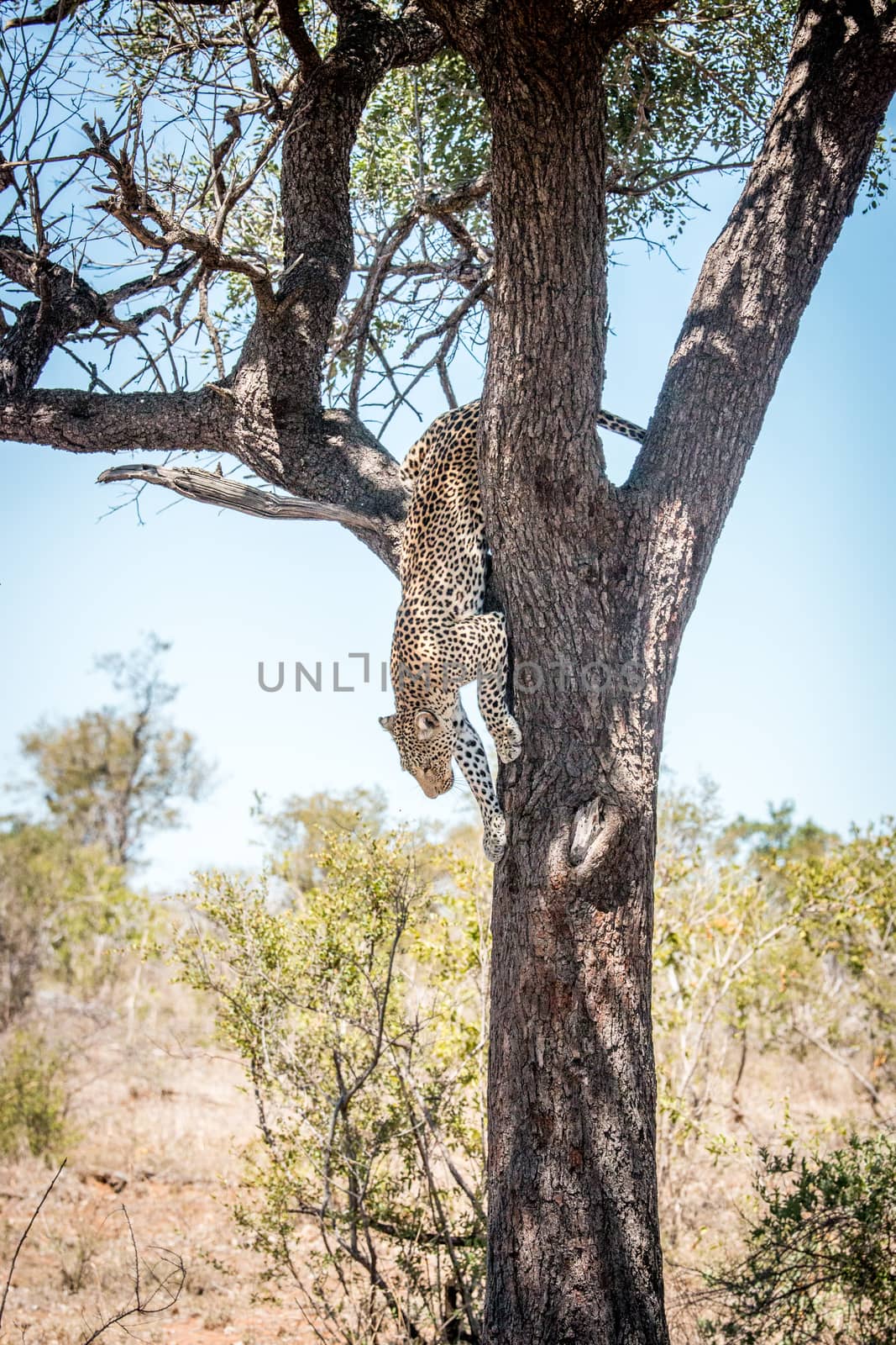 Leopard getting down from a tree. by Simoneemanphotography