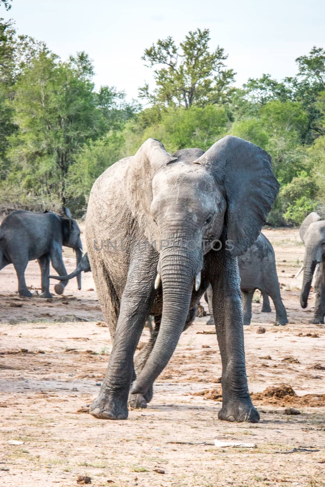 Elephant playing in the Kruger National Park, South Africa.