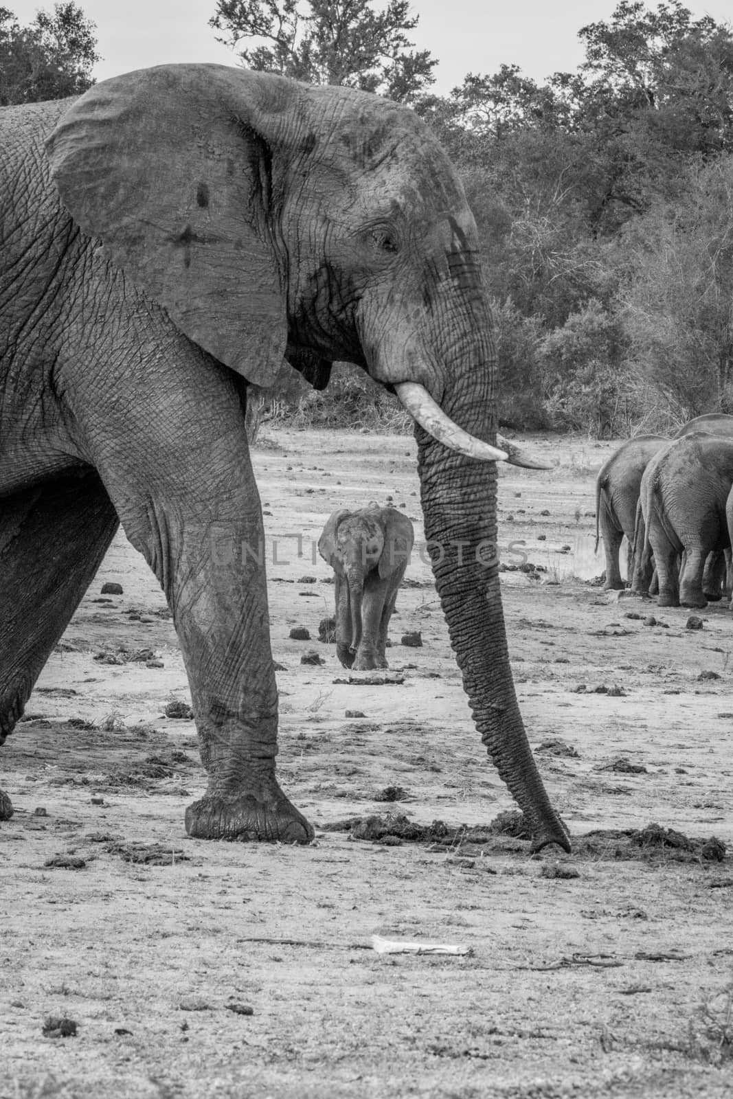 Baby Elephant walking towards the camera in black and white. by Simoneemanphotography