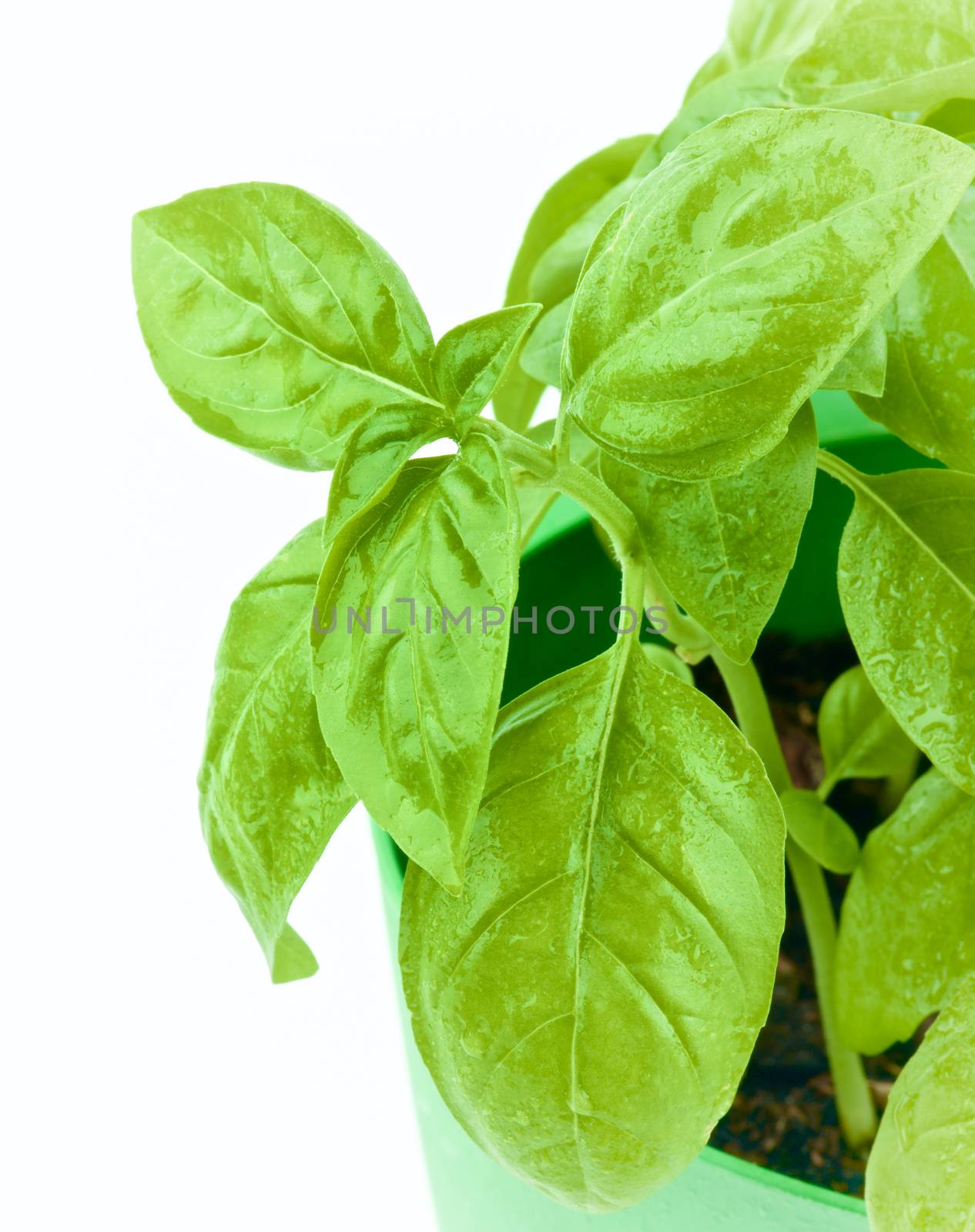 Leafs of Fresh Green Lush Foliage Basil with Water Drops in Green Pot Cross Section on White background