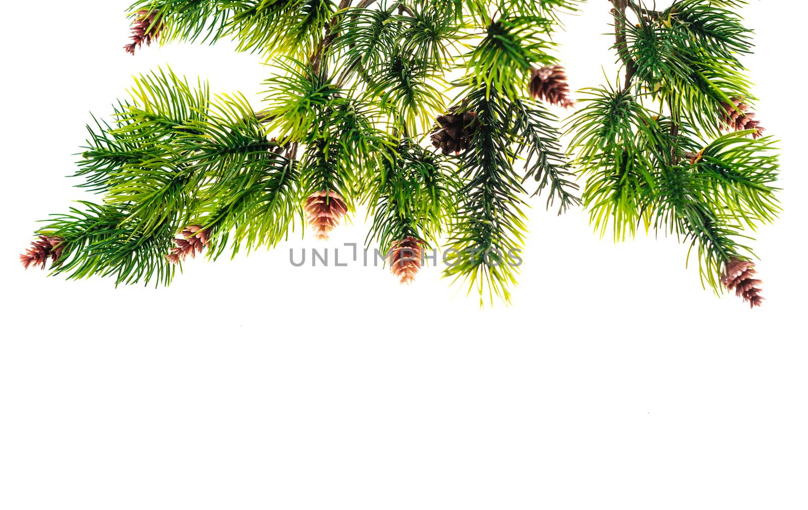 Beautiful fir branches with cones on a white background.