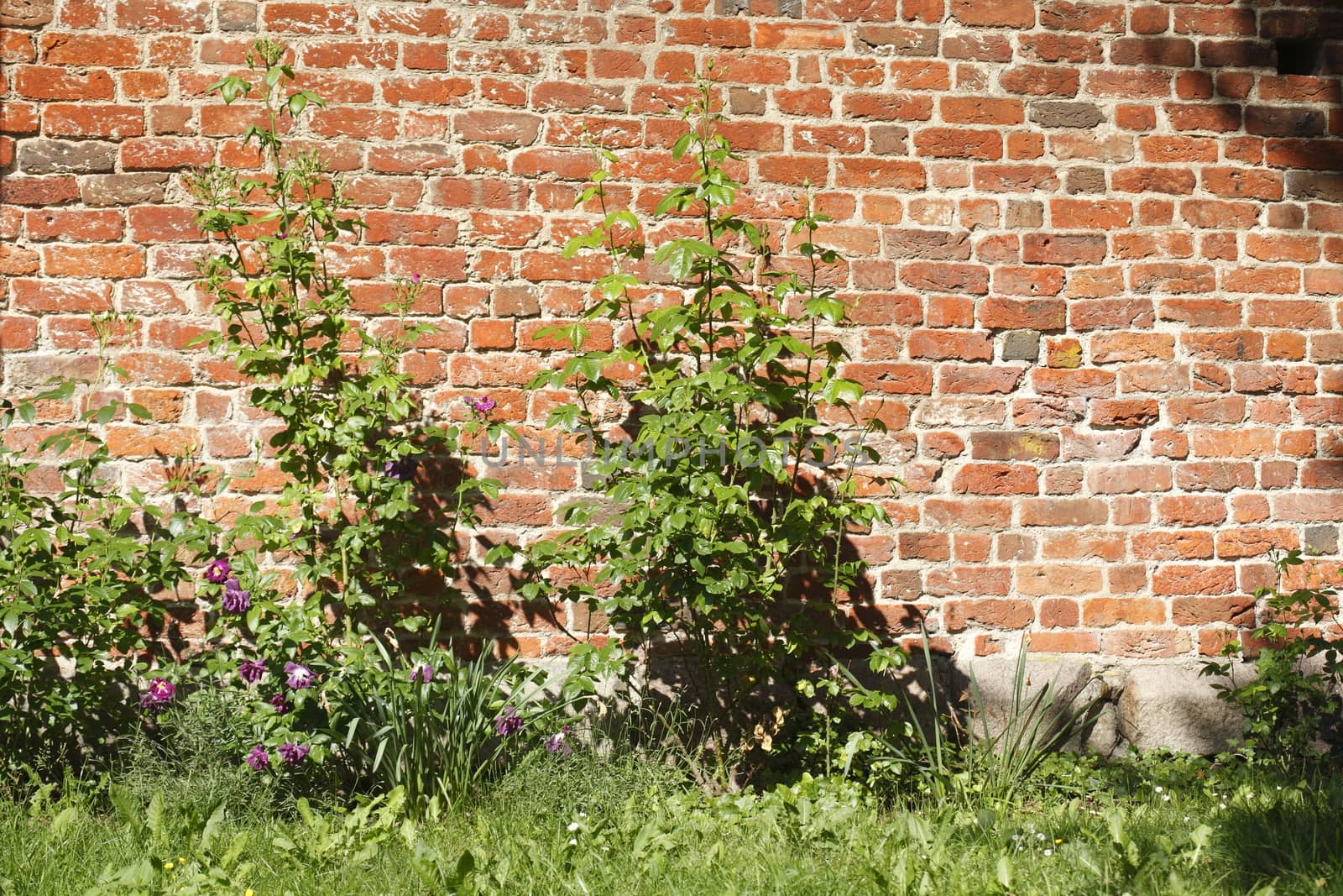 Old Wall with meadow