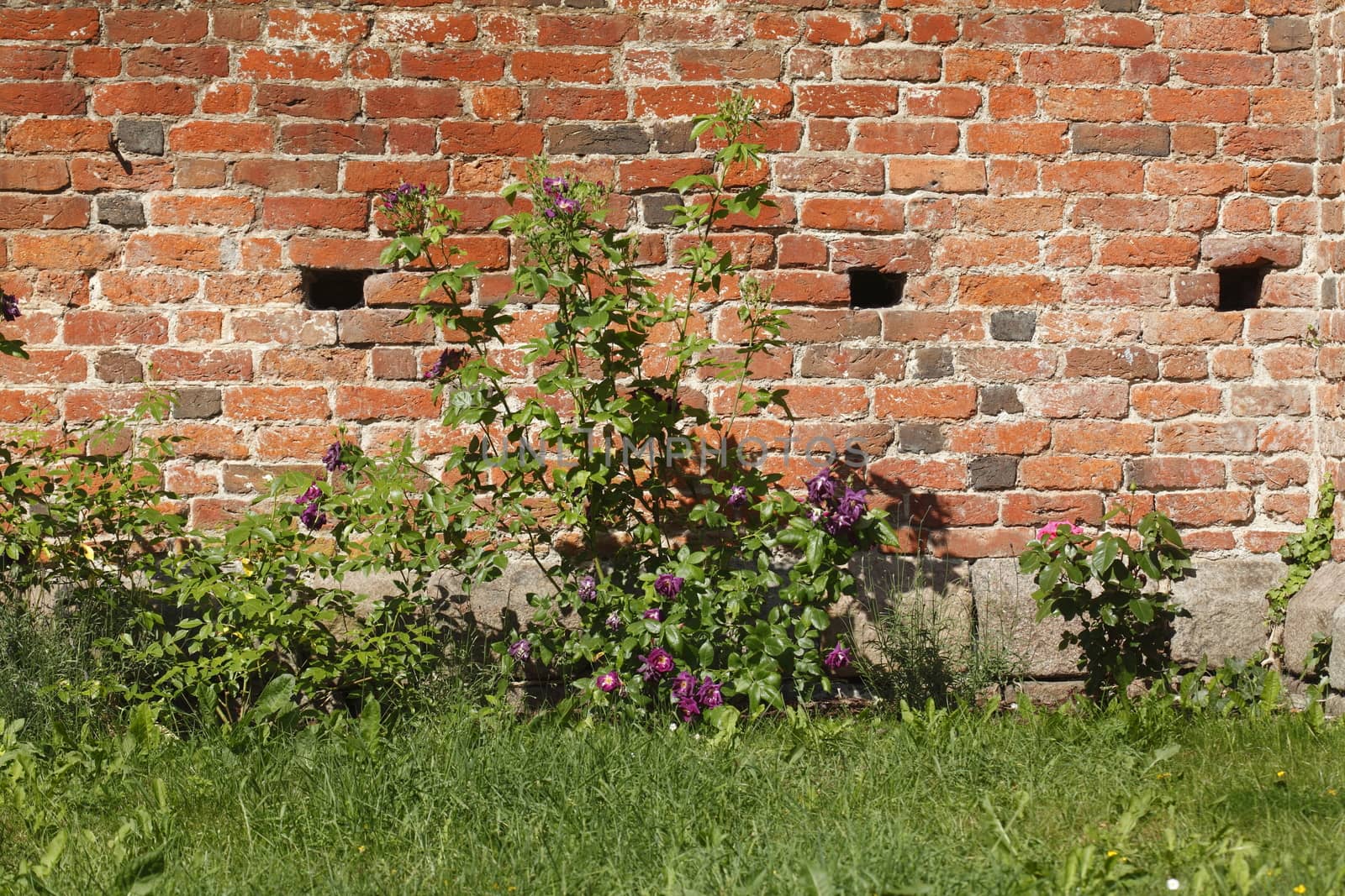 Old Wall with meadow