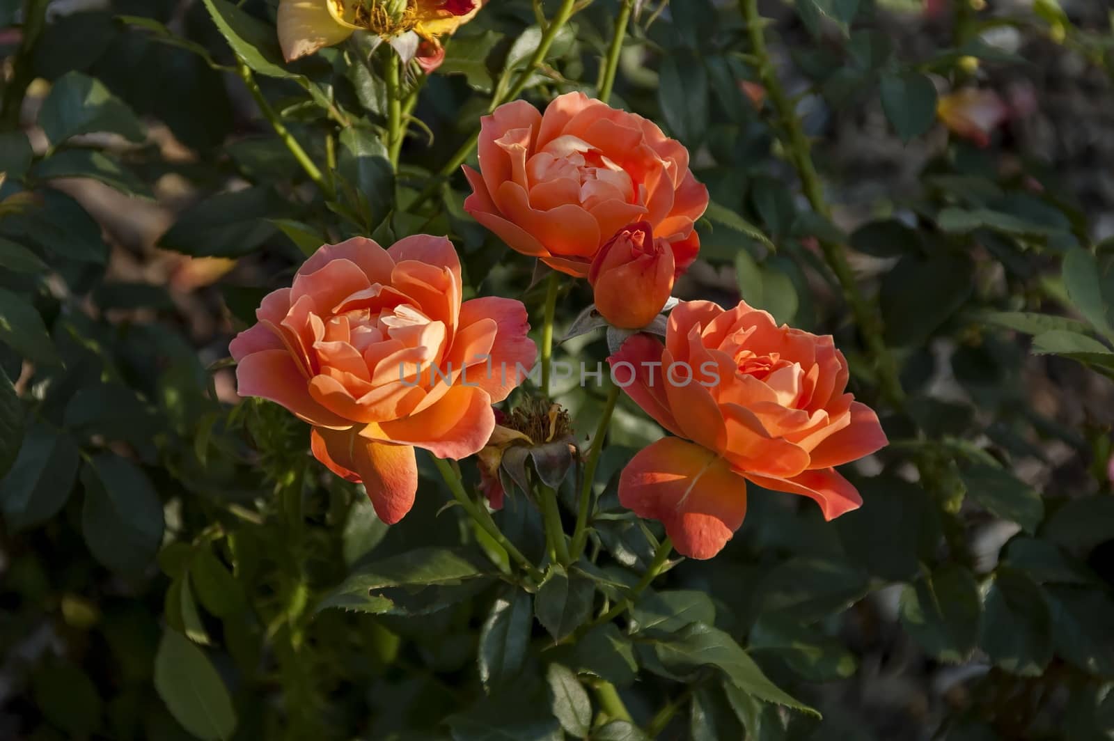 Emmarentia Botanical Garden - Rose flowers, Johannesburg South Africa