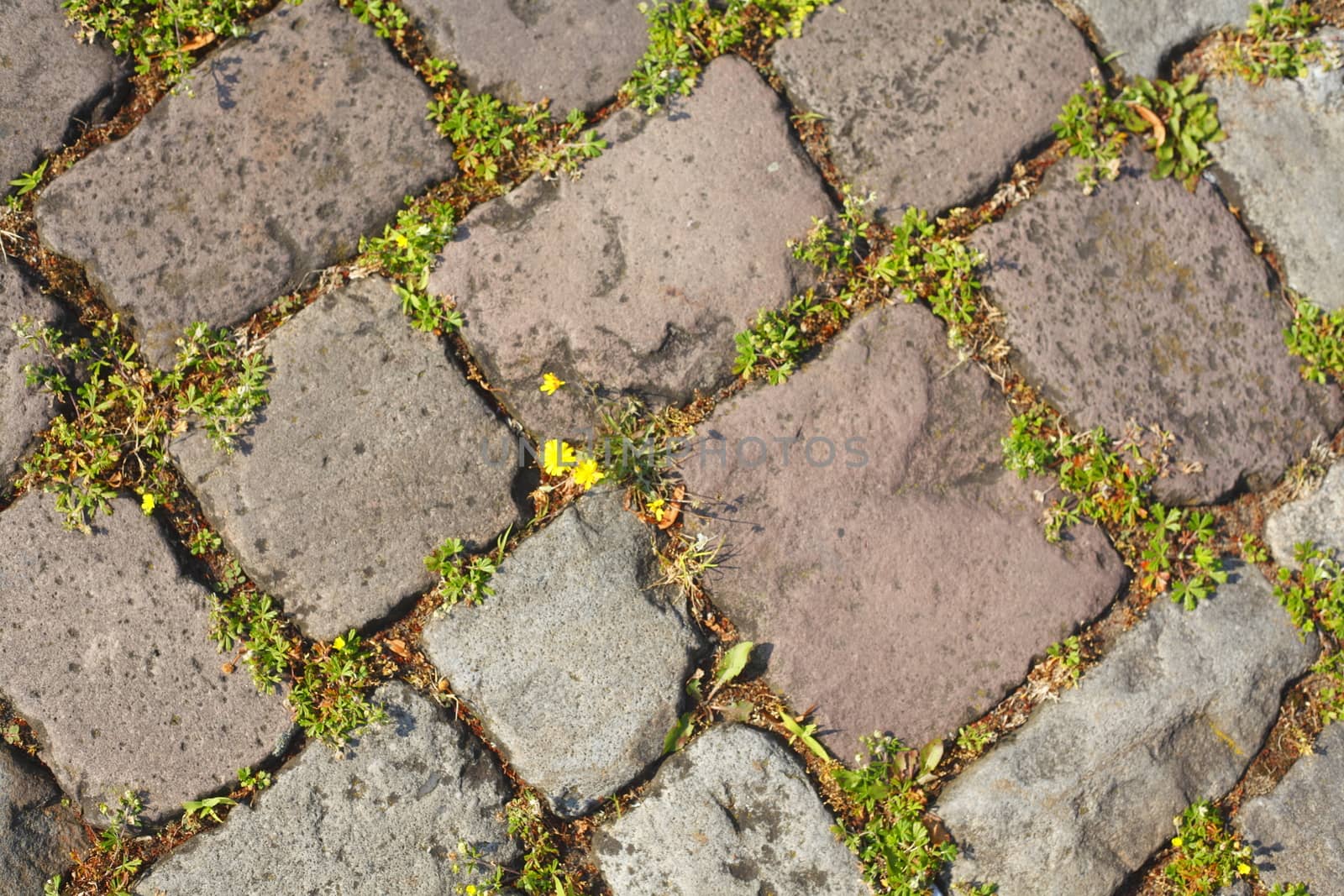 Paving Stones